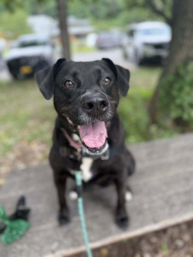 Bagheera thumbnail 4