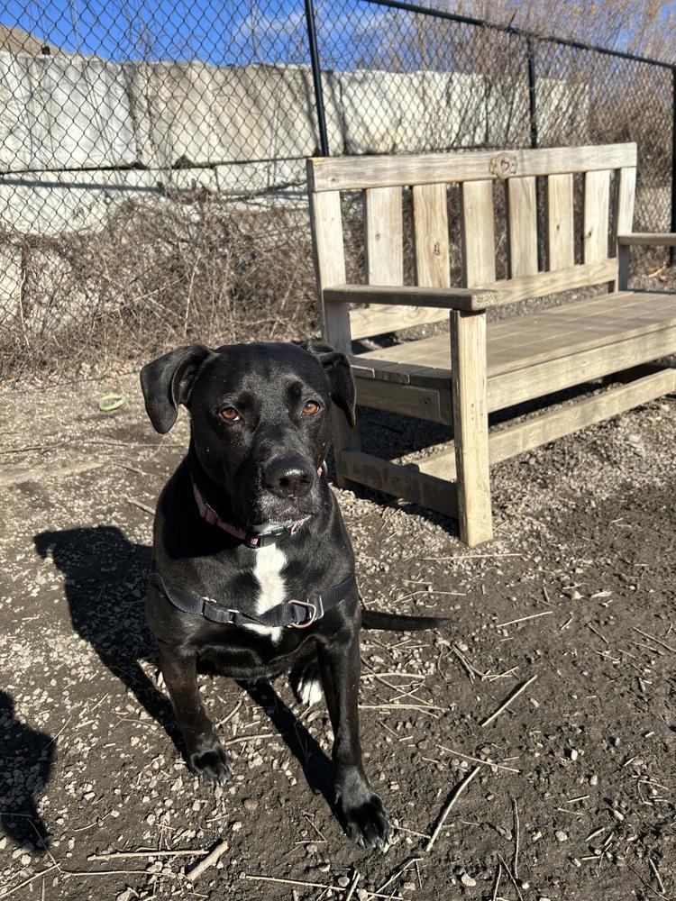 Enlarge Bagheera, a Adoptable mixed breed in Elmsford, NY image 4/5