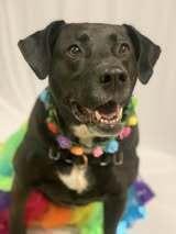 Enlarge Bagheera, a Adoptable mixed breed in Elmsford, NY image 5/5