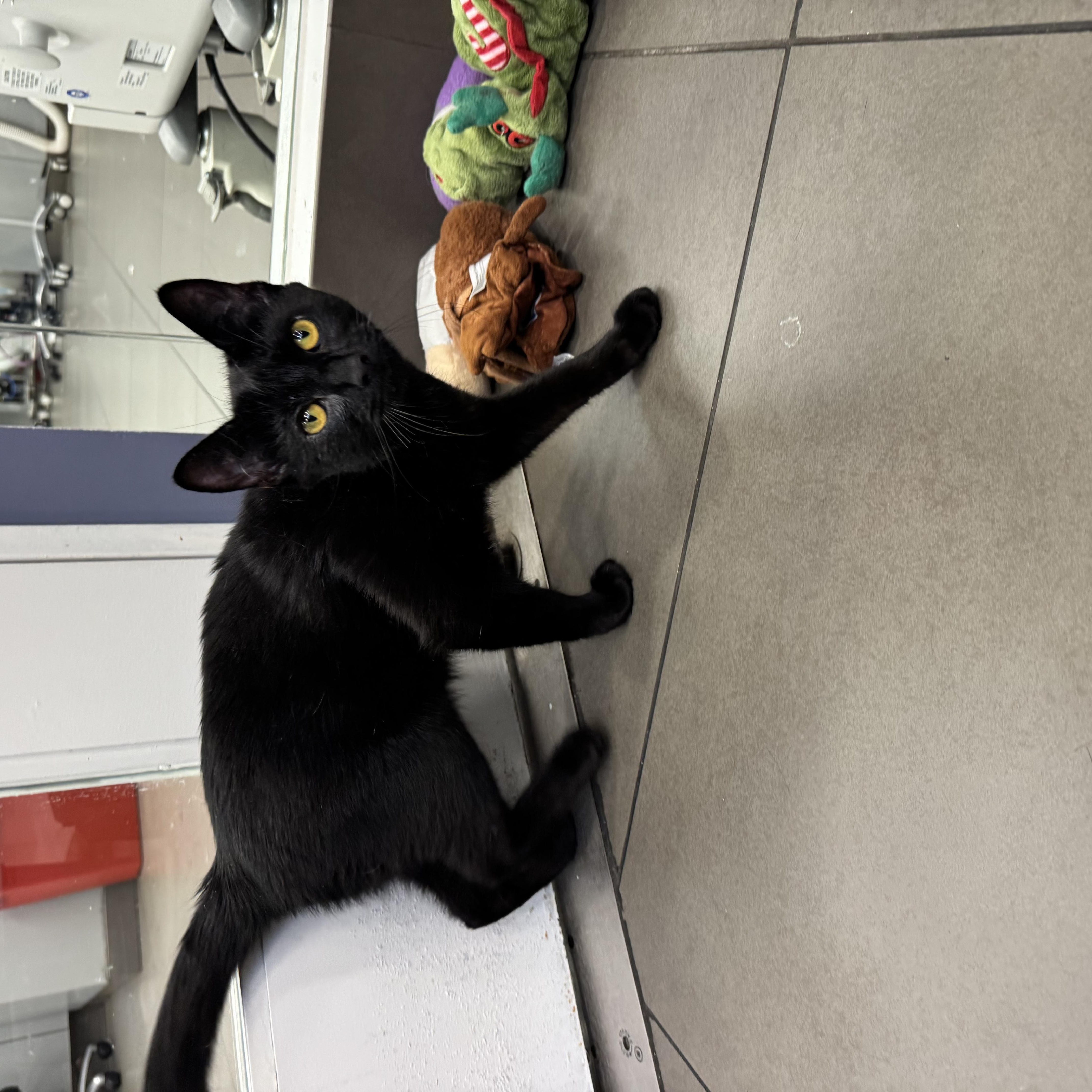 Mason, a ADOPTABLE Domestic Short Hair in New York, NY image 4/4