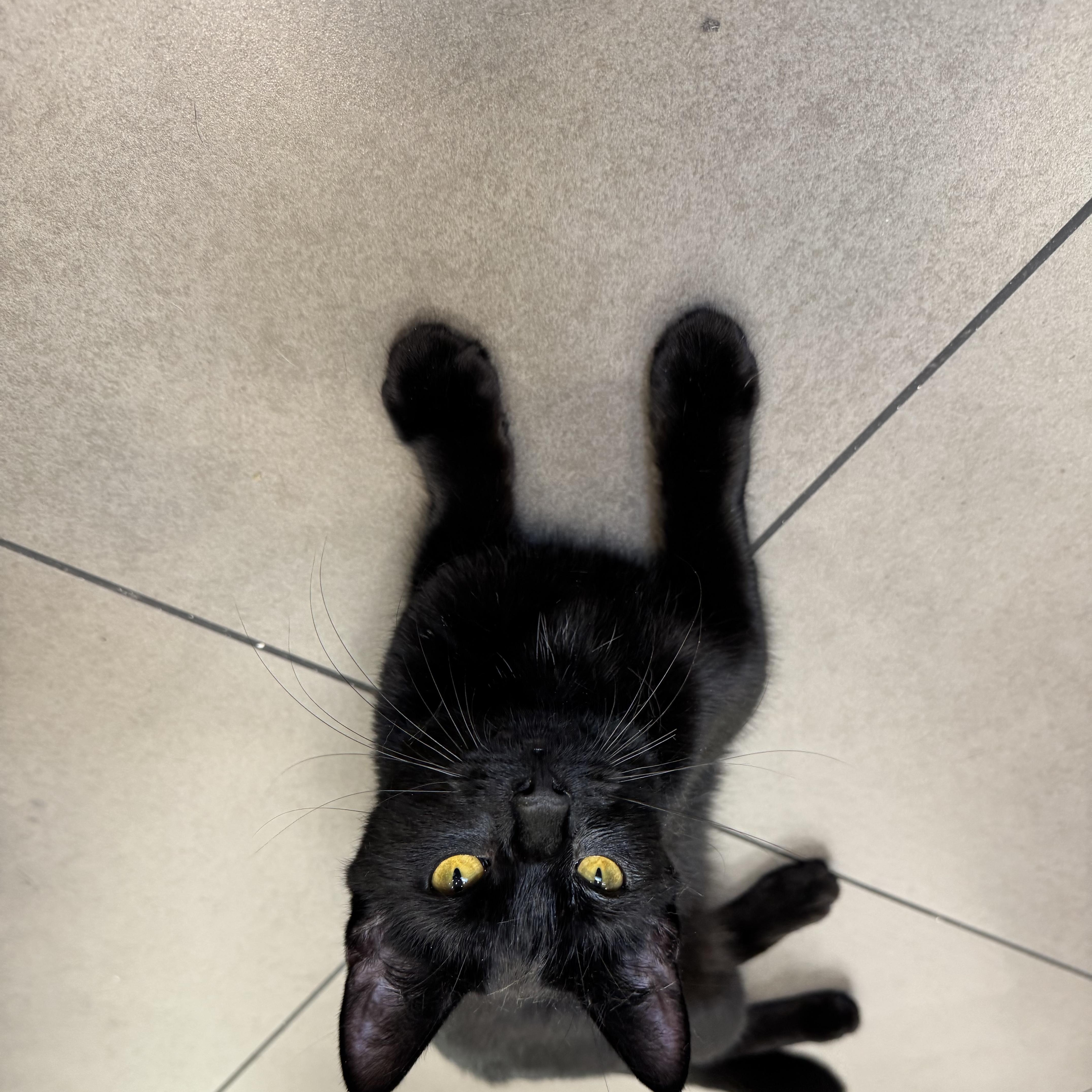 Mason, a ADOPTABLE Domestic Short Hair in New York, NY image 3/4