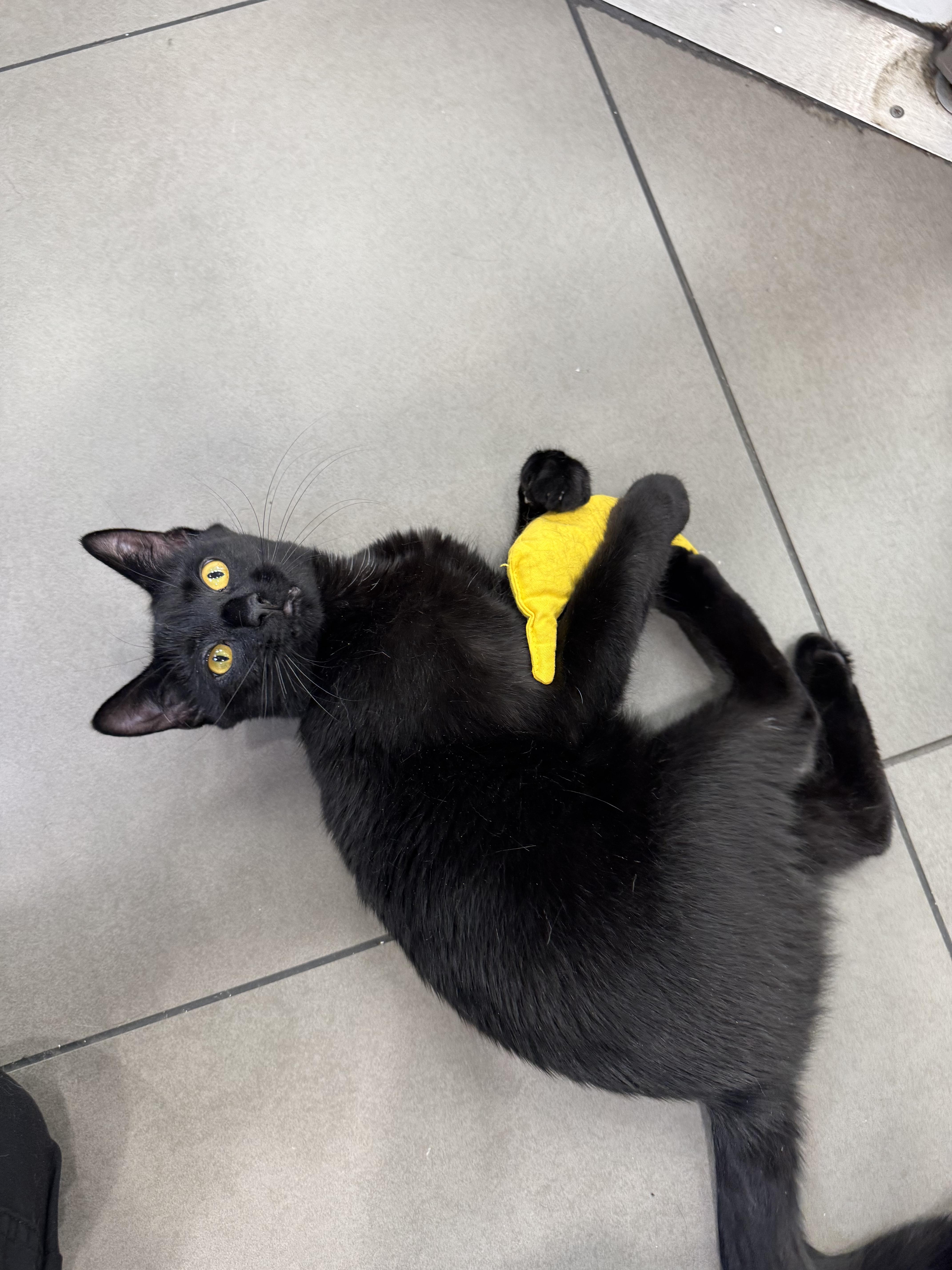 Mason, a ADOPTABLE Domestic Short Hair in New York, NY image 2/4