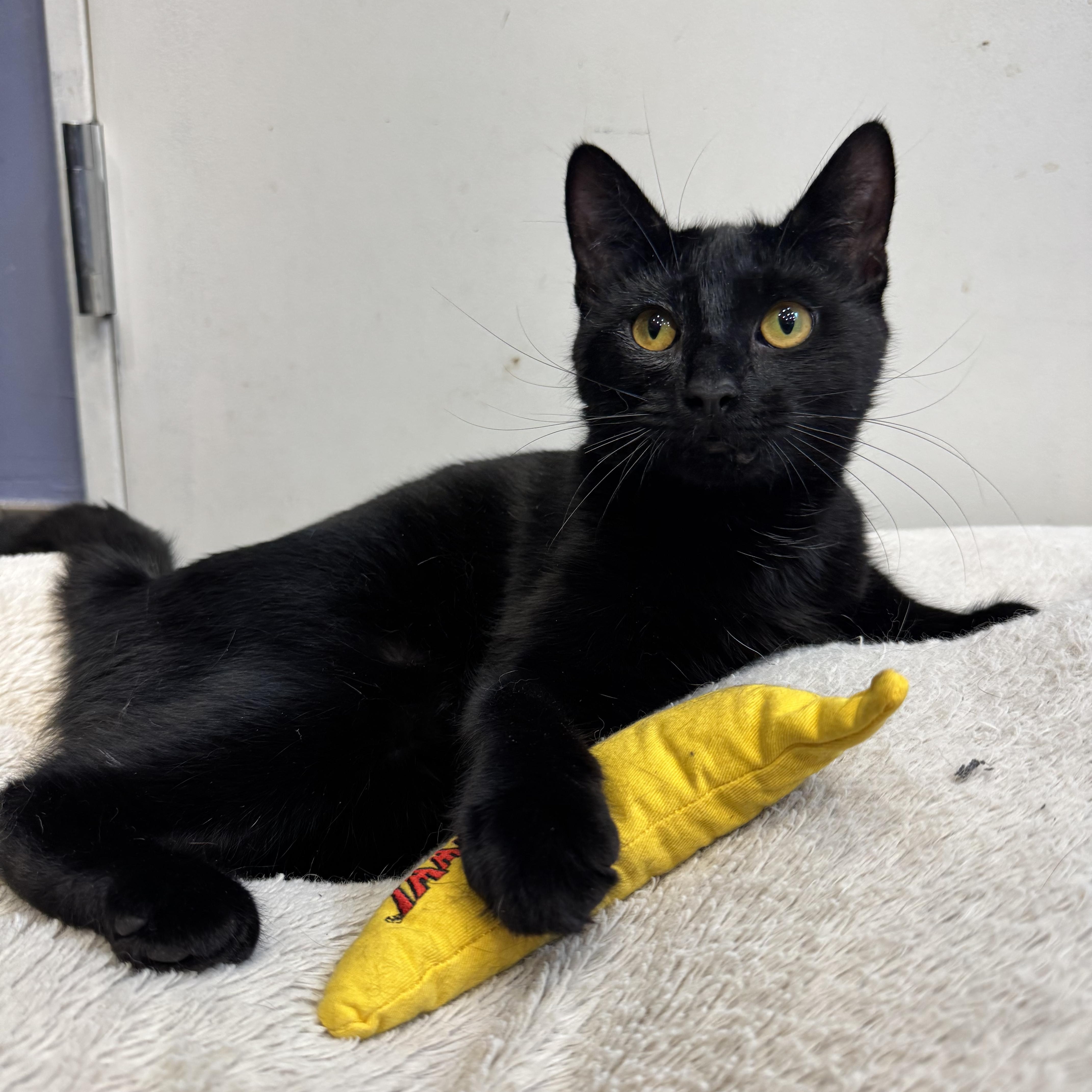 Mason, a ADOPTABLE Domestic Short Hair in New York, NY image 1/4