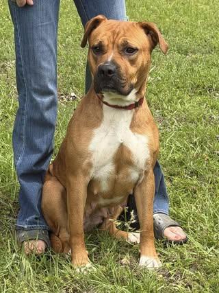 Paisley, ADOPTABLE, Adult Female Boxer.