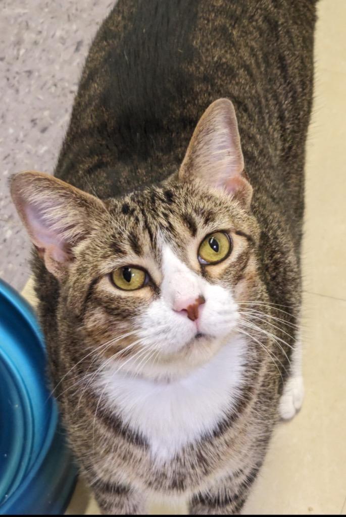 BUDDY-5, Adopted, Adult Male Domestic Short Hair.