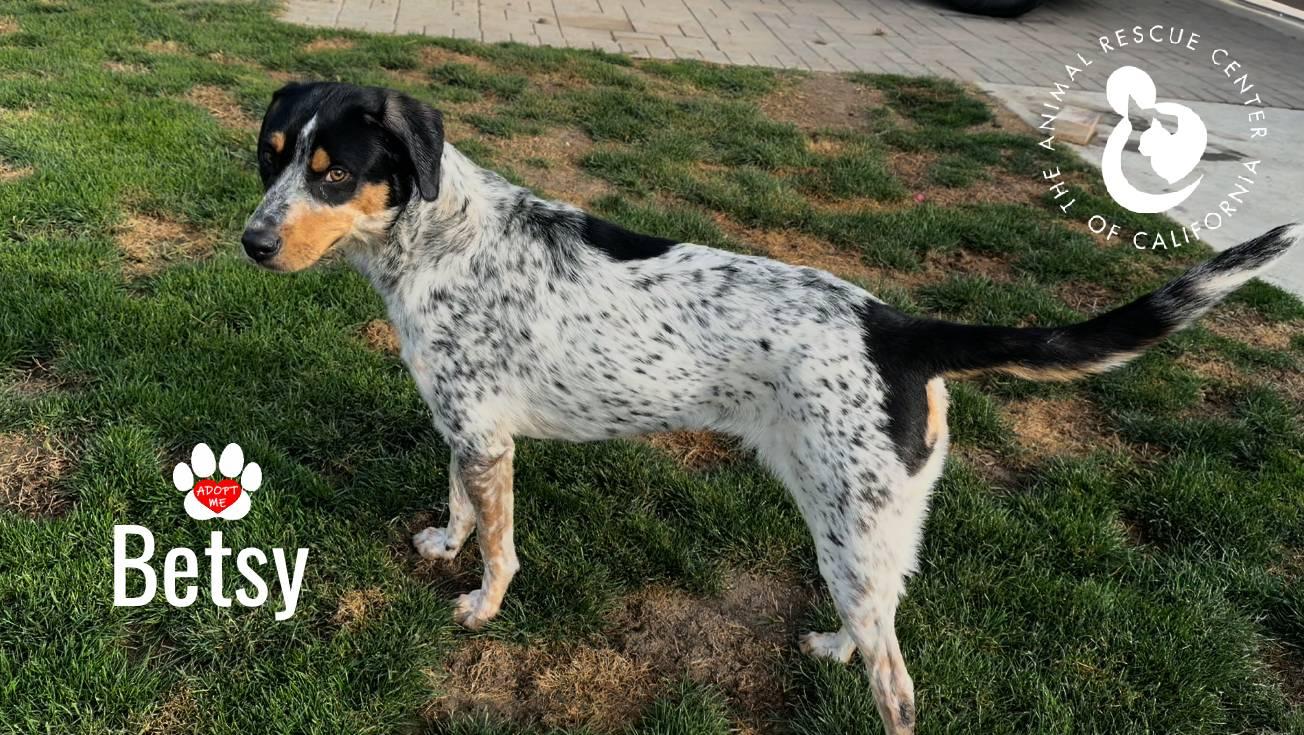 Enlarge Betsy, a Adoptable mixed breed in Coachella, CA image 4/4