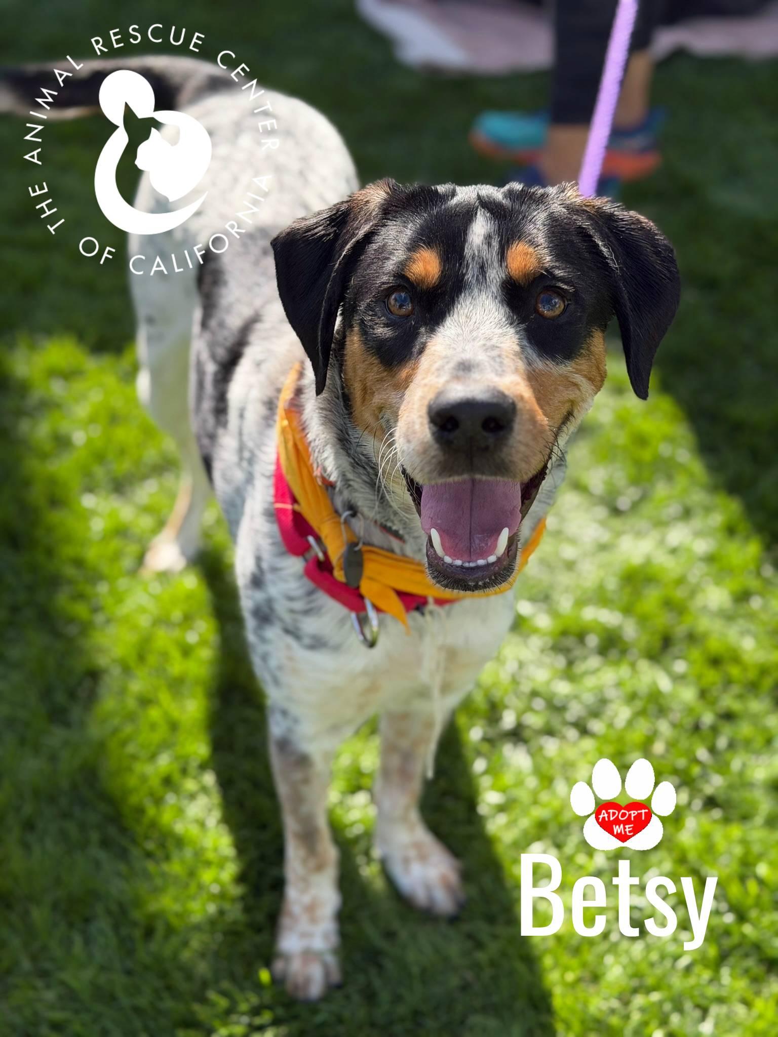 Betsy, Adoptable, Young Female Australian Cattle Dog / Blue Heeler & Bluetick Coonhound.
