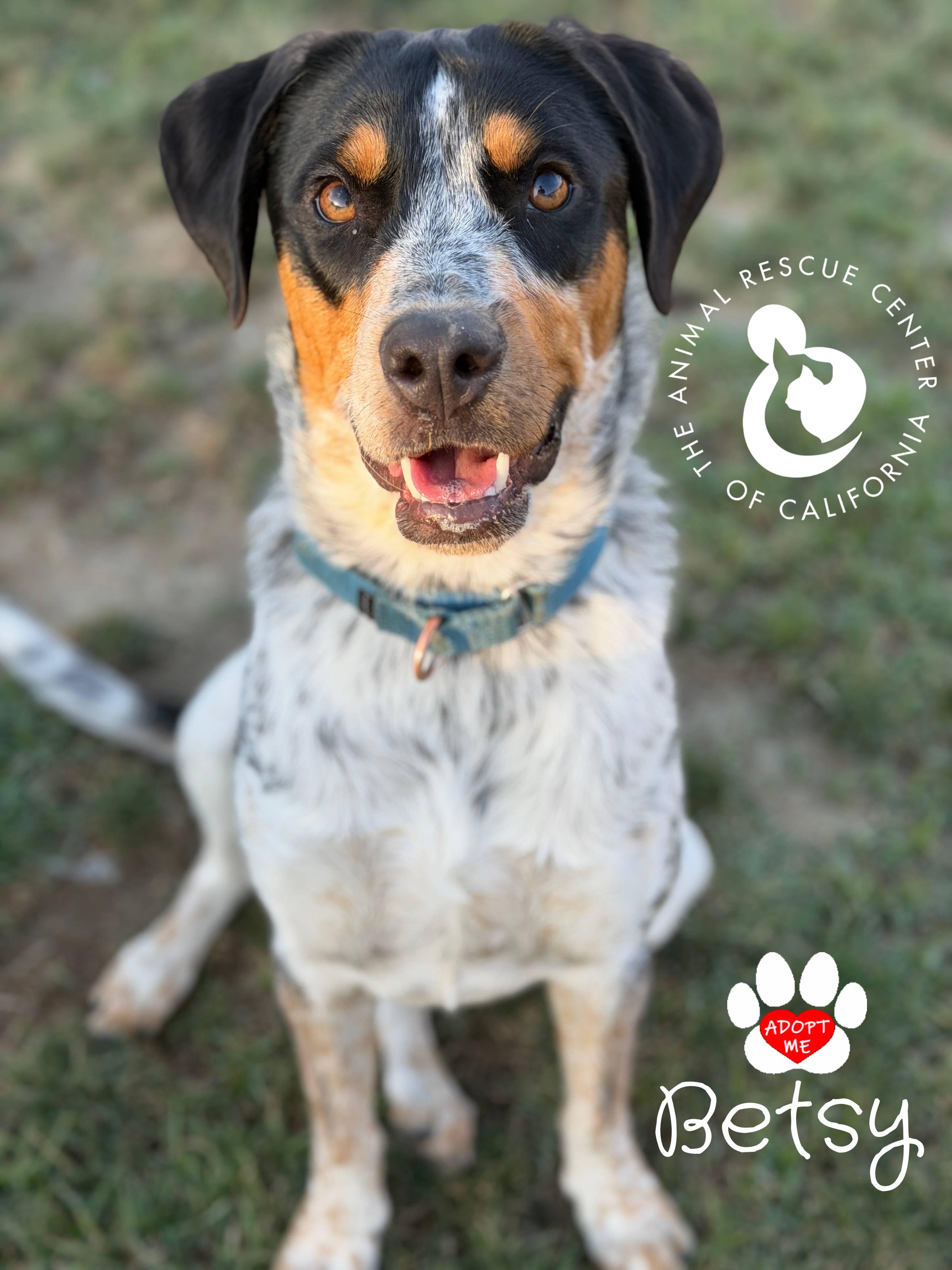 Betsy, a Adoptable mixed breed in Coachella, CA image 2/5