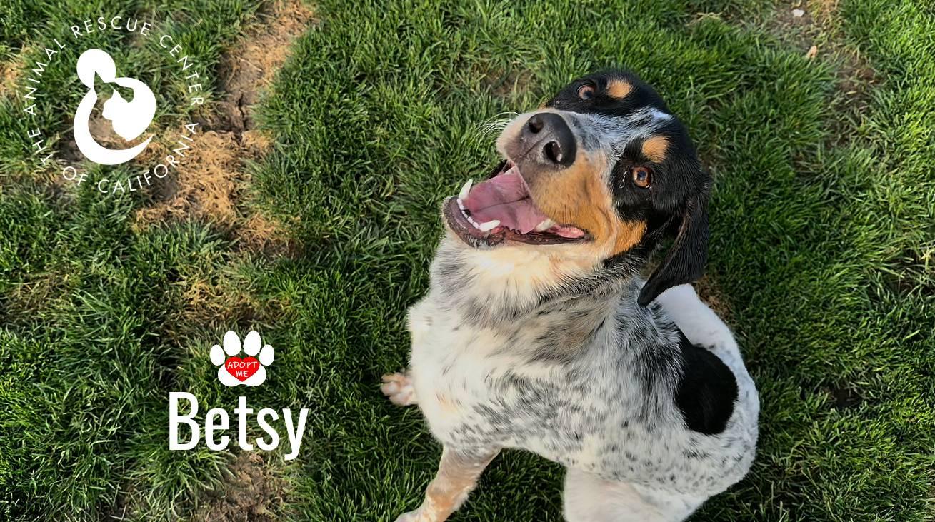 Enlarge Betsy, a Adoptable mixed breed in Coachella, CA image 1/4