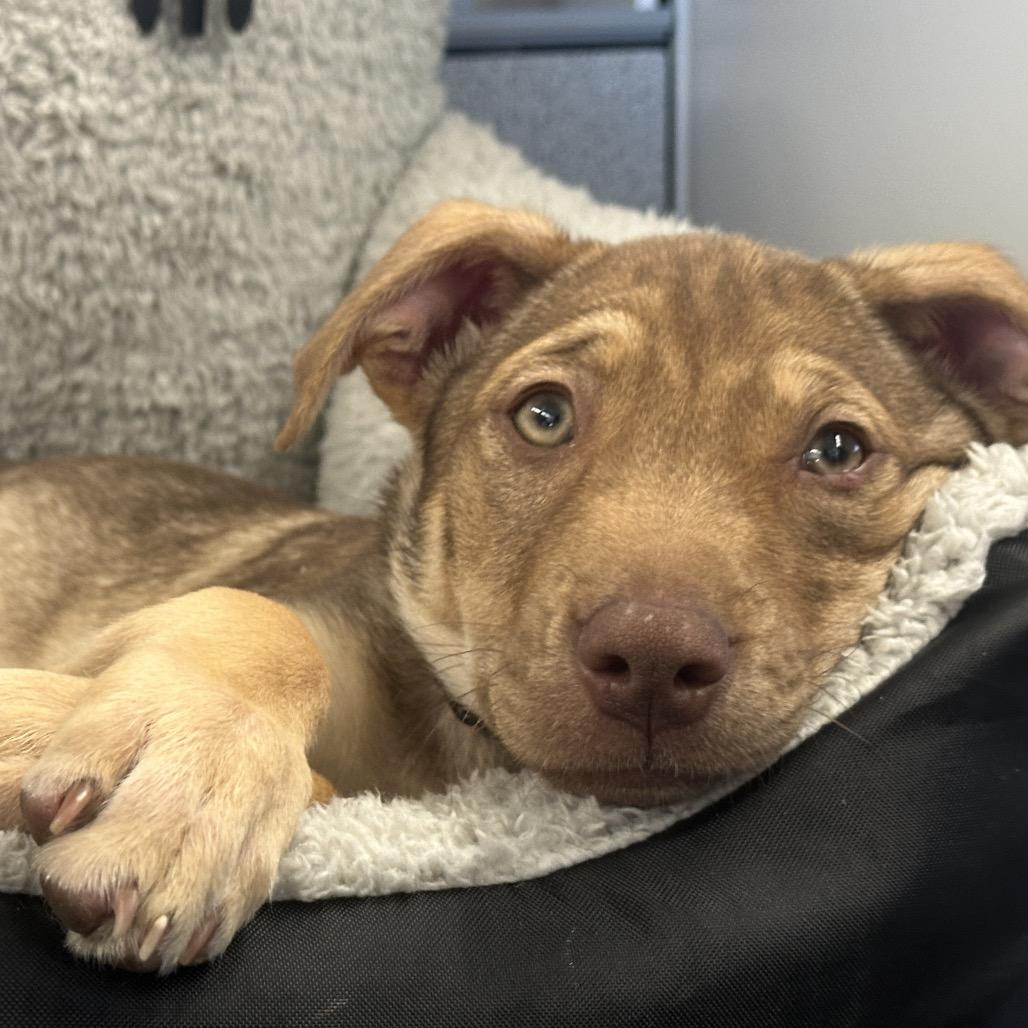 Bianca, Adoptable, Puppy Female Labrador Retriever.