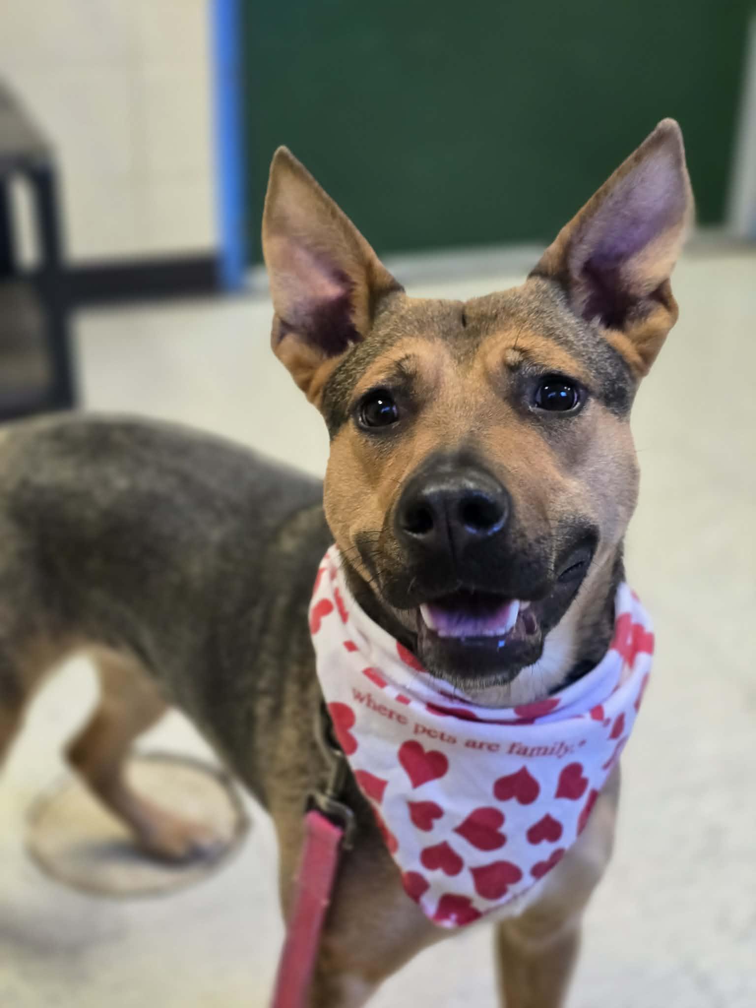 Caramel, a ADOPTABLE mixed breed in Grants Pass, OR image 1/3