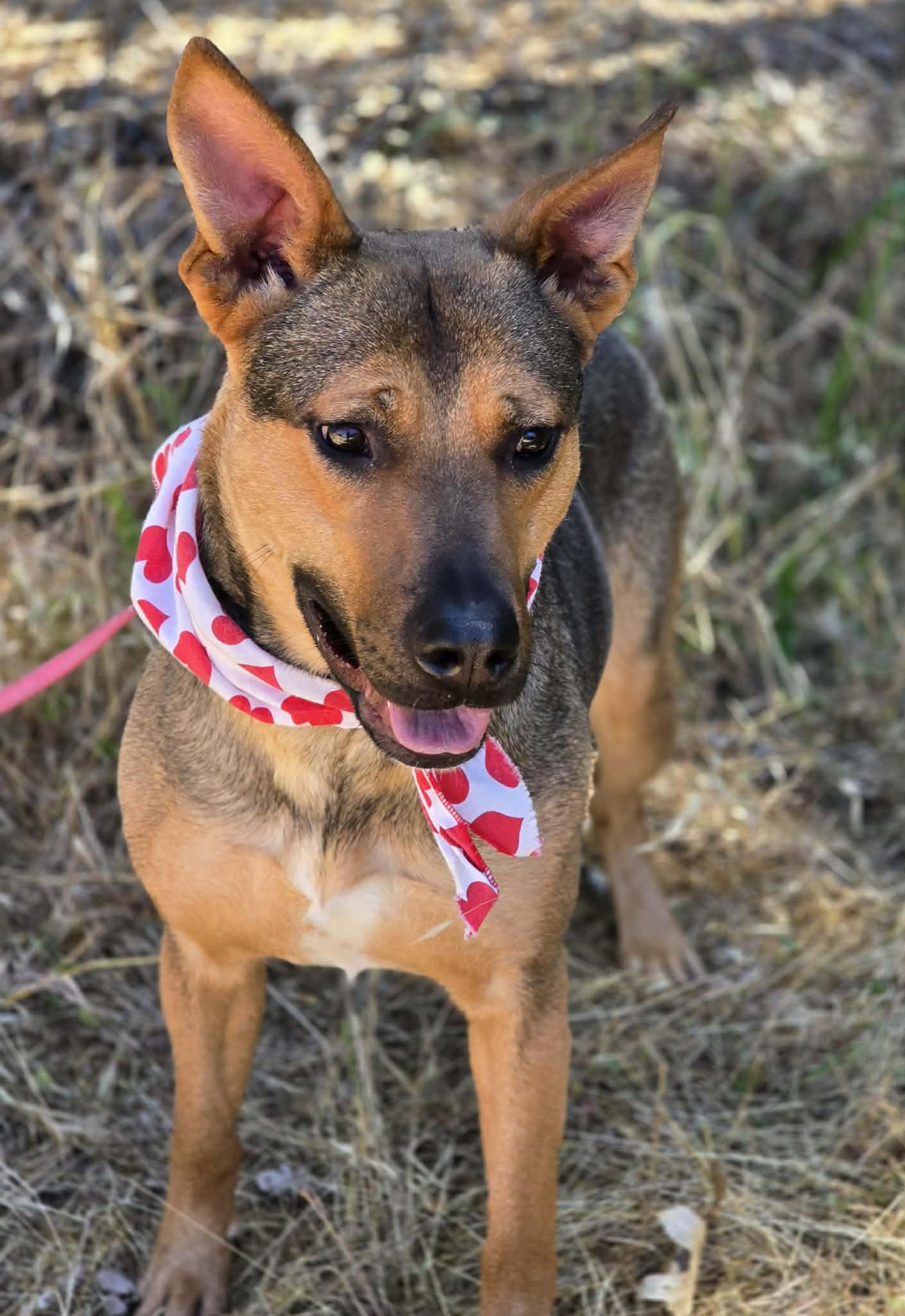 Caramel, a ADOPTABLE mixed breed in Grants Pass, OR image 2/3