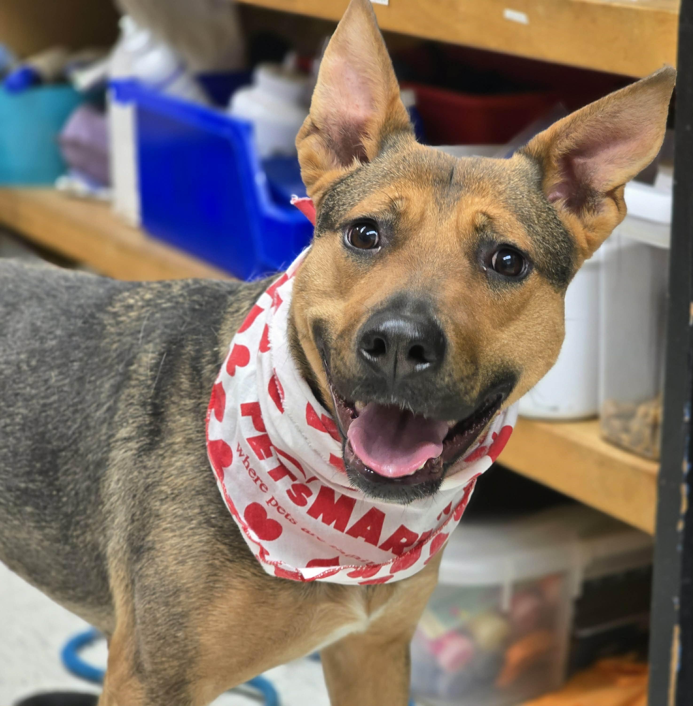Caramel, a ADOPTABLE mixed breed in Grants Pass, OR image 3/3