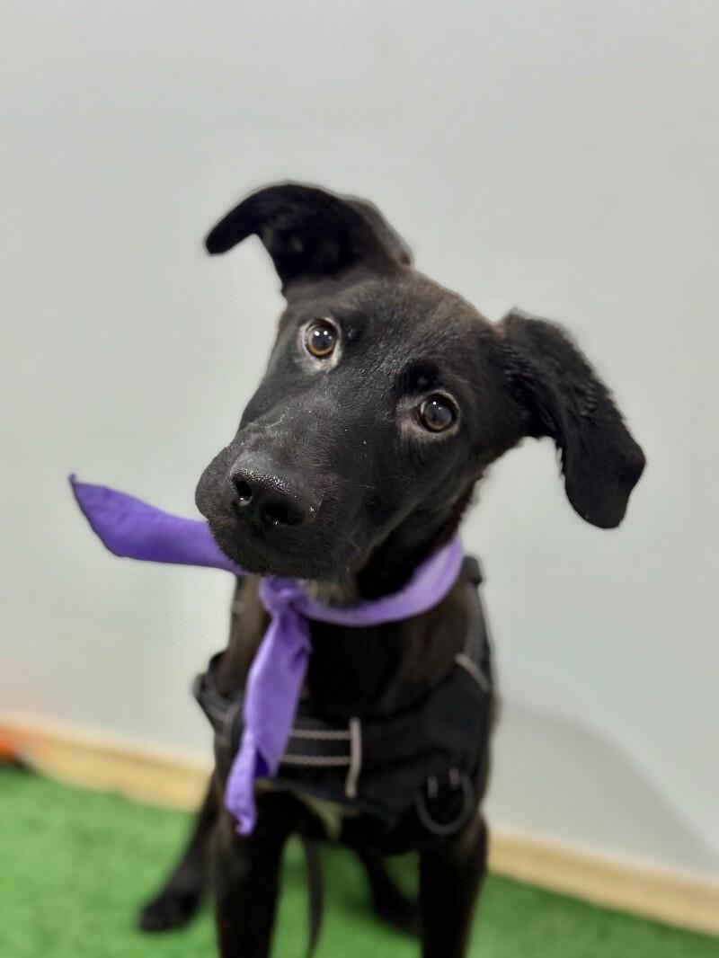 Peter, an adoptable Flat-Coated Retriever Mix in Sacramento, CA_image-1