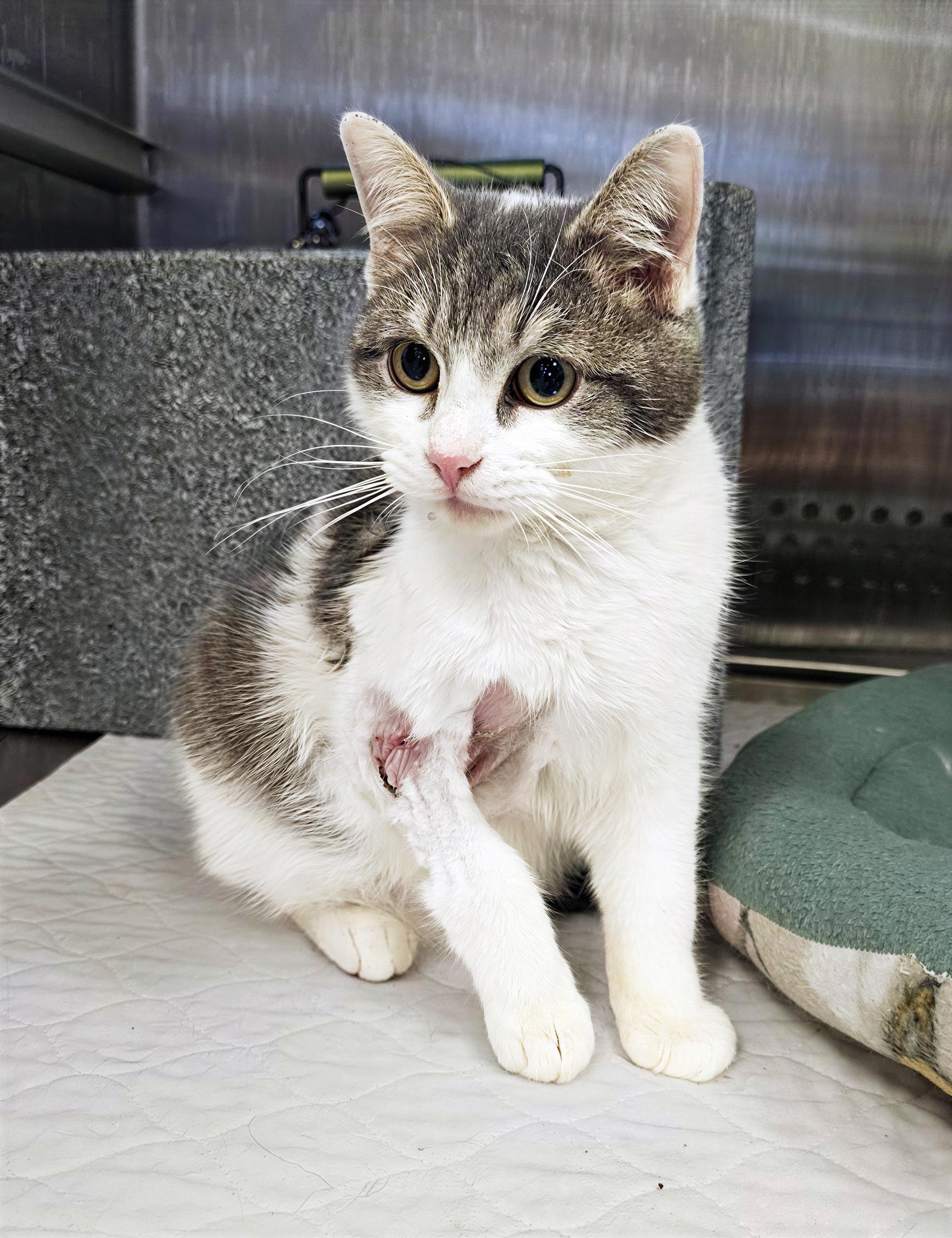 Enlarge Monty, an adopted Domestic Short Hair in Nashville, TN image 1/1