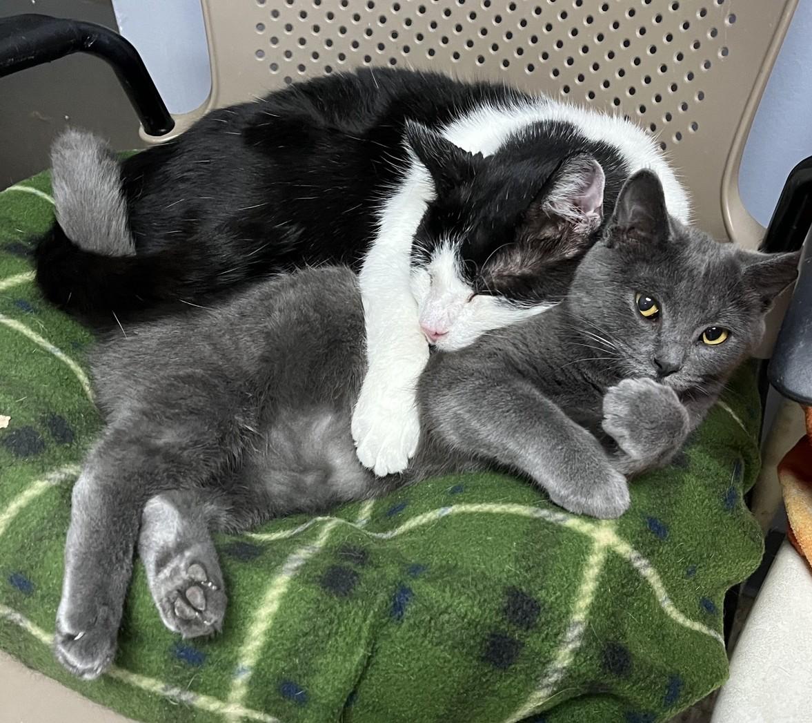 Enlarge Mateo, a Adoptable Domestic Short Hair in Columbus, OH image 6/6