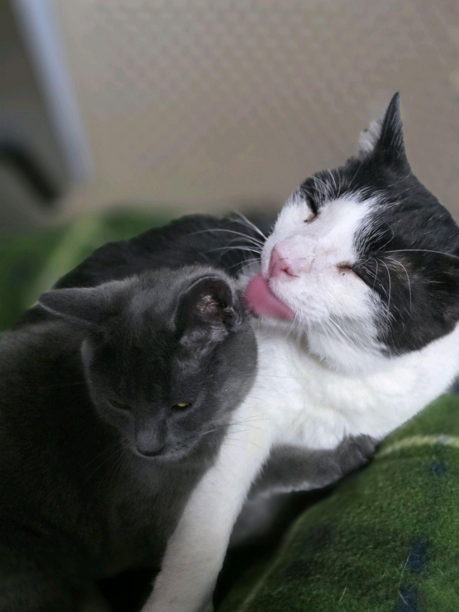 Enlarge Mateo, a Adoptable Domestic Short Hair in Columbus, OH image 5/6
