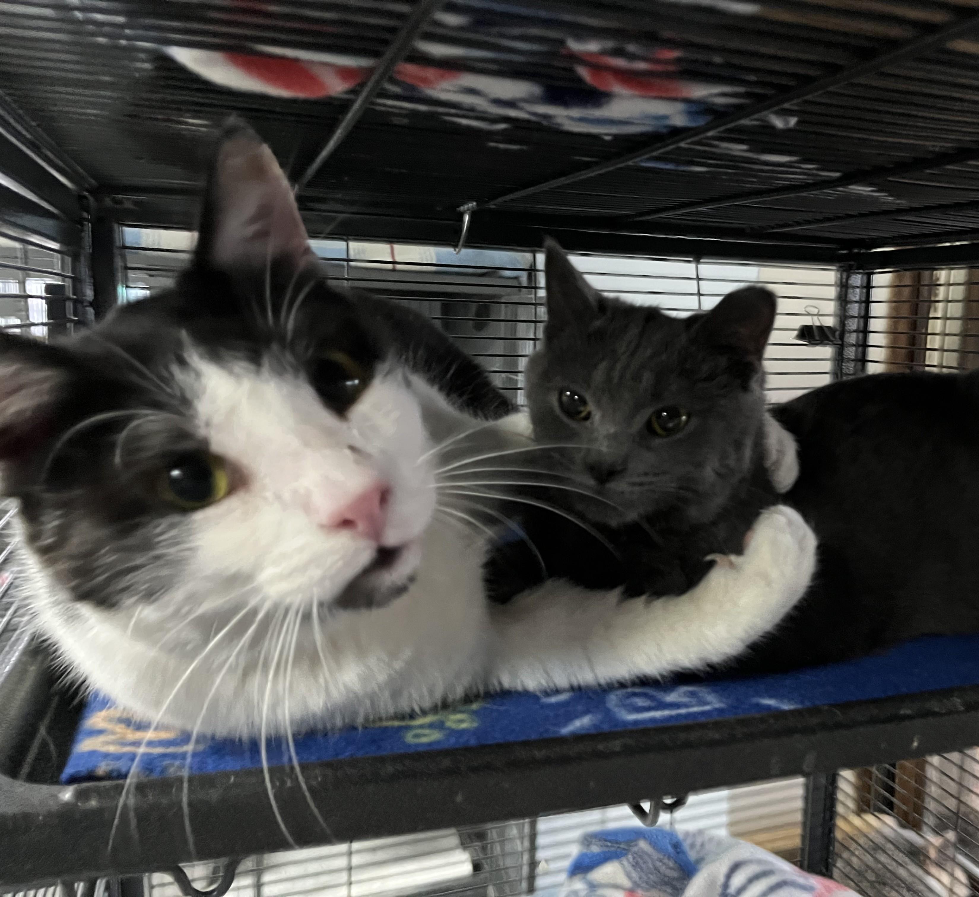 Enlarge Mateo, a Adoptable Domestic Short Hair in Columbus, OH image 1/6