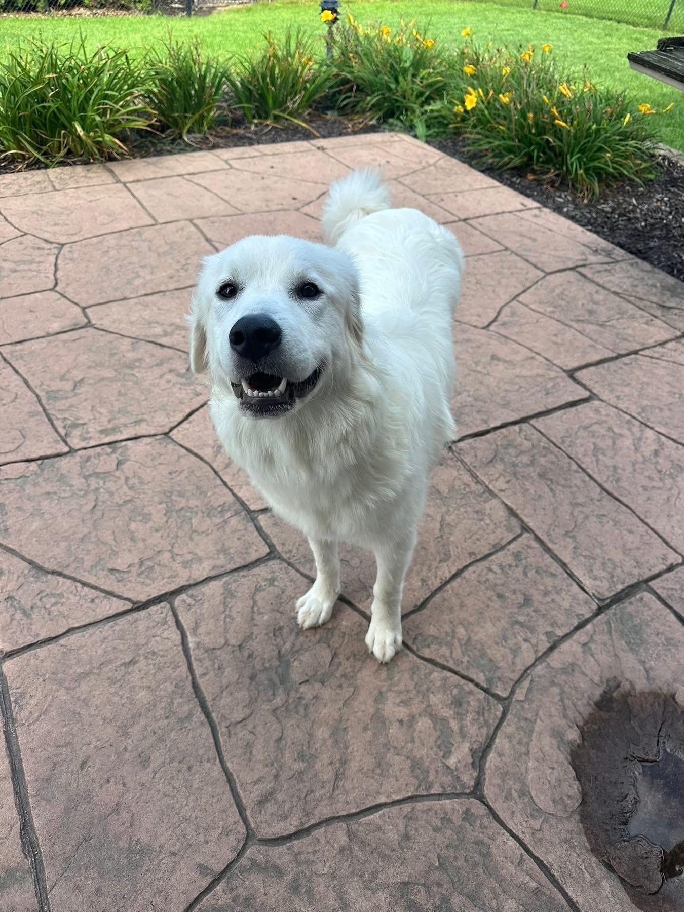 Molly
