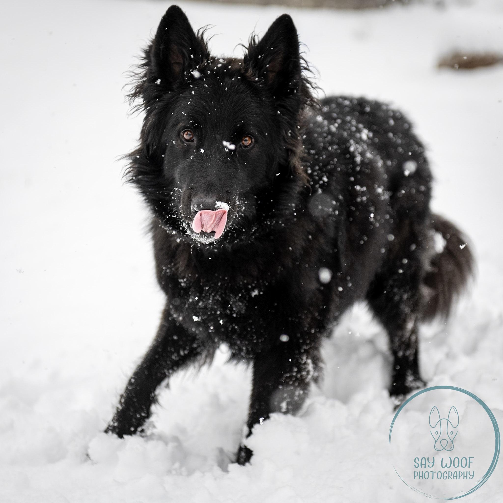 Enlarge Alena, an adoptable German Shepherd Dog in Brookfield, CT image 5/6
