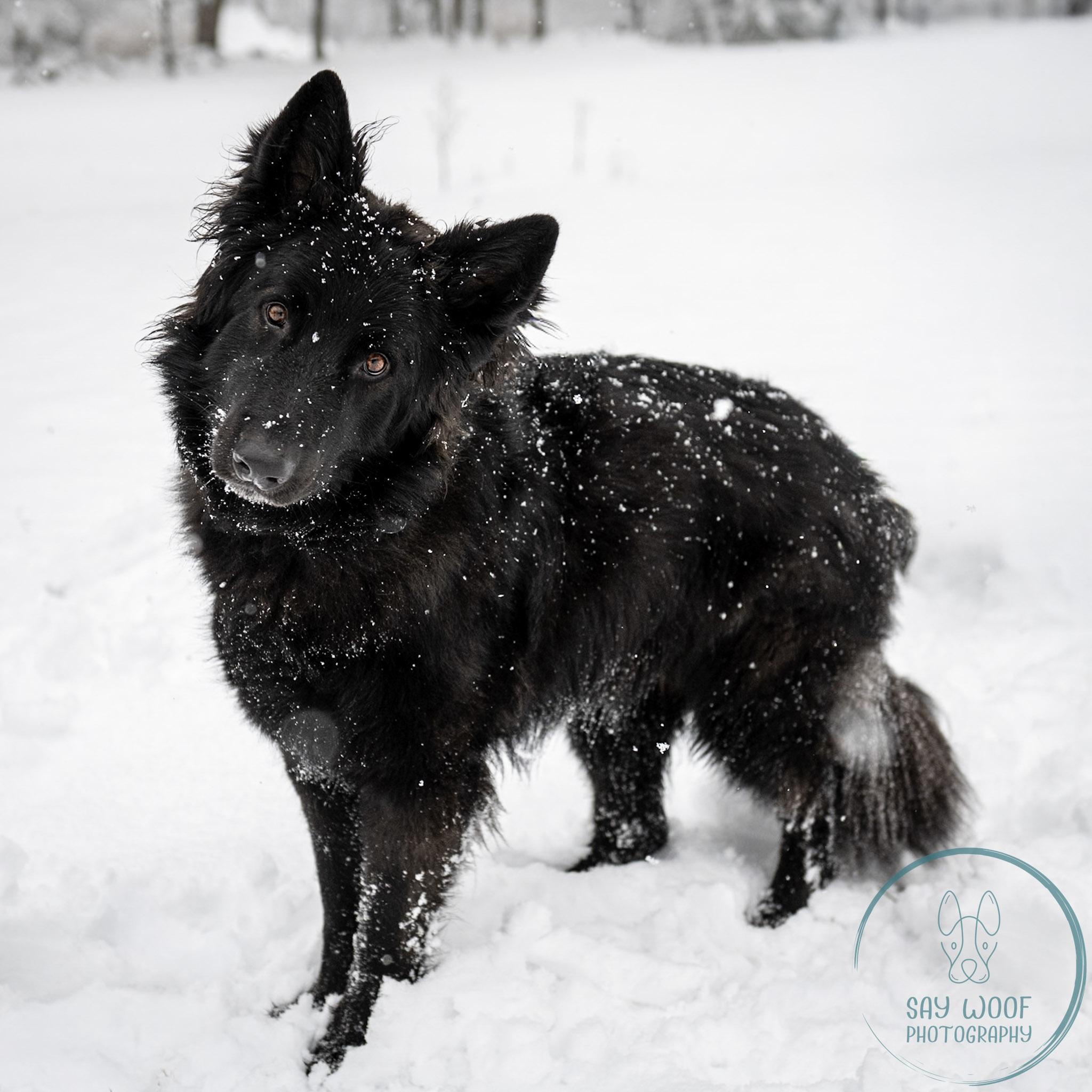 Enlarge Alena, an adoptable German Shepherd Dog in Brookfield, CT image 4/6