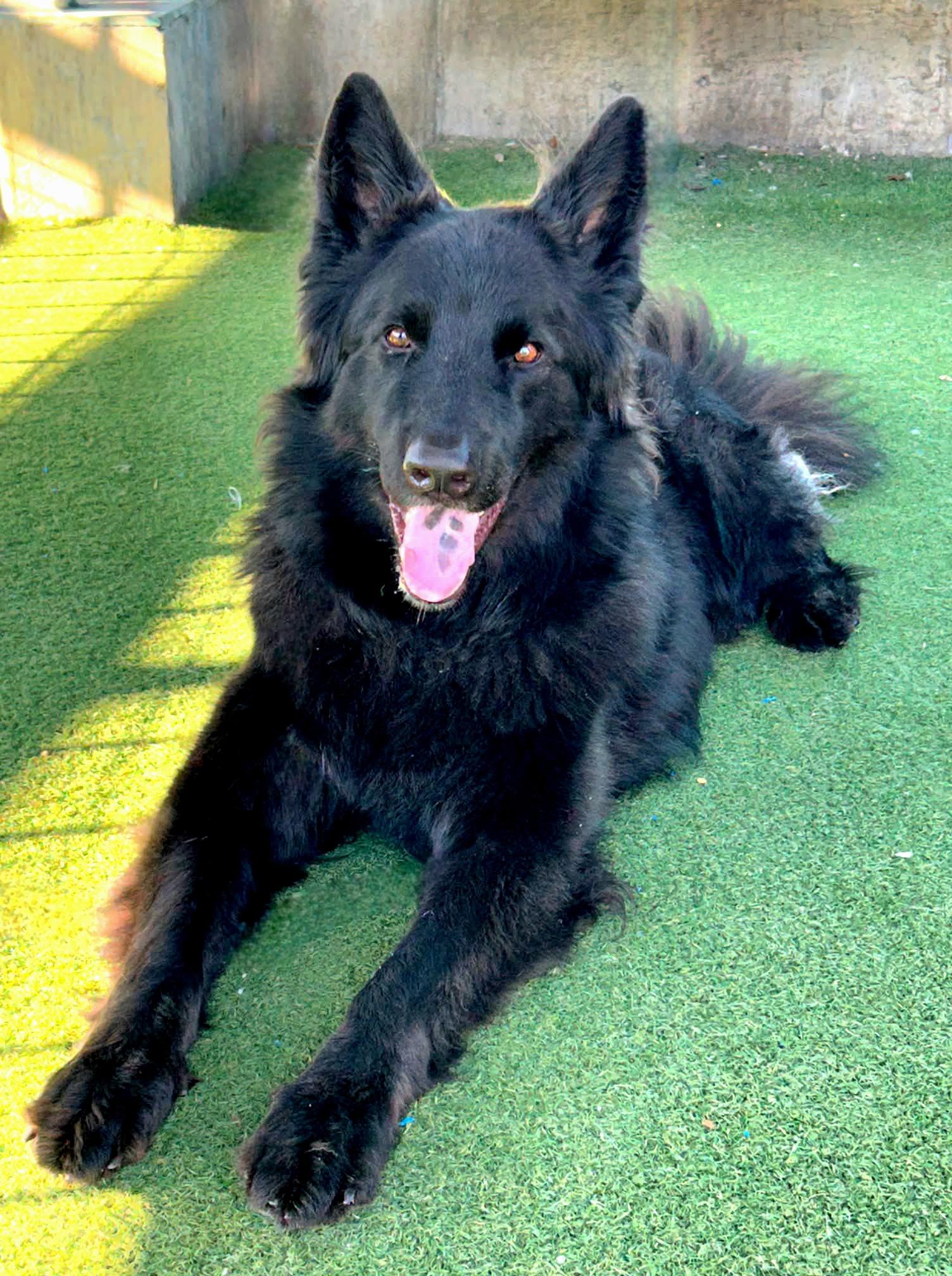 Alena, ADOPTABLE, Adult Female German Shepherd Dog.