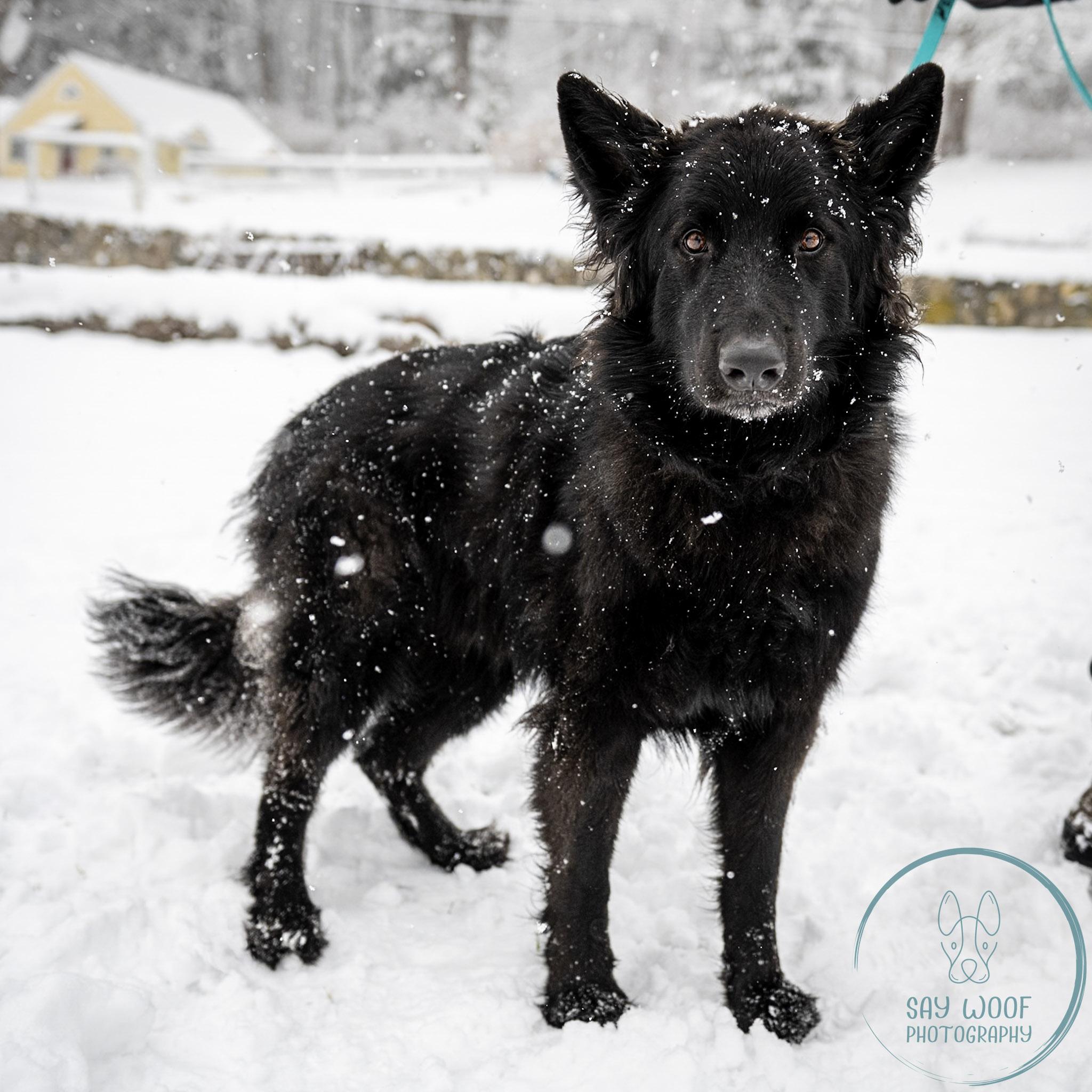 Enlarge Alena, an adoptable German Shepherd Dog in Brookfield, CT image 3/6