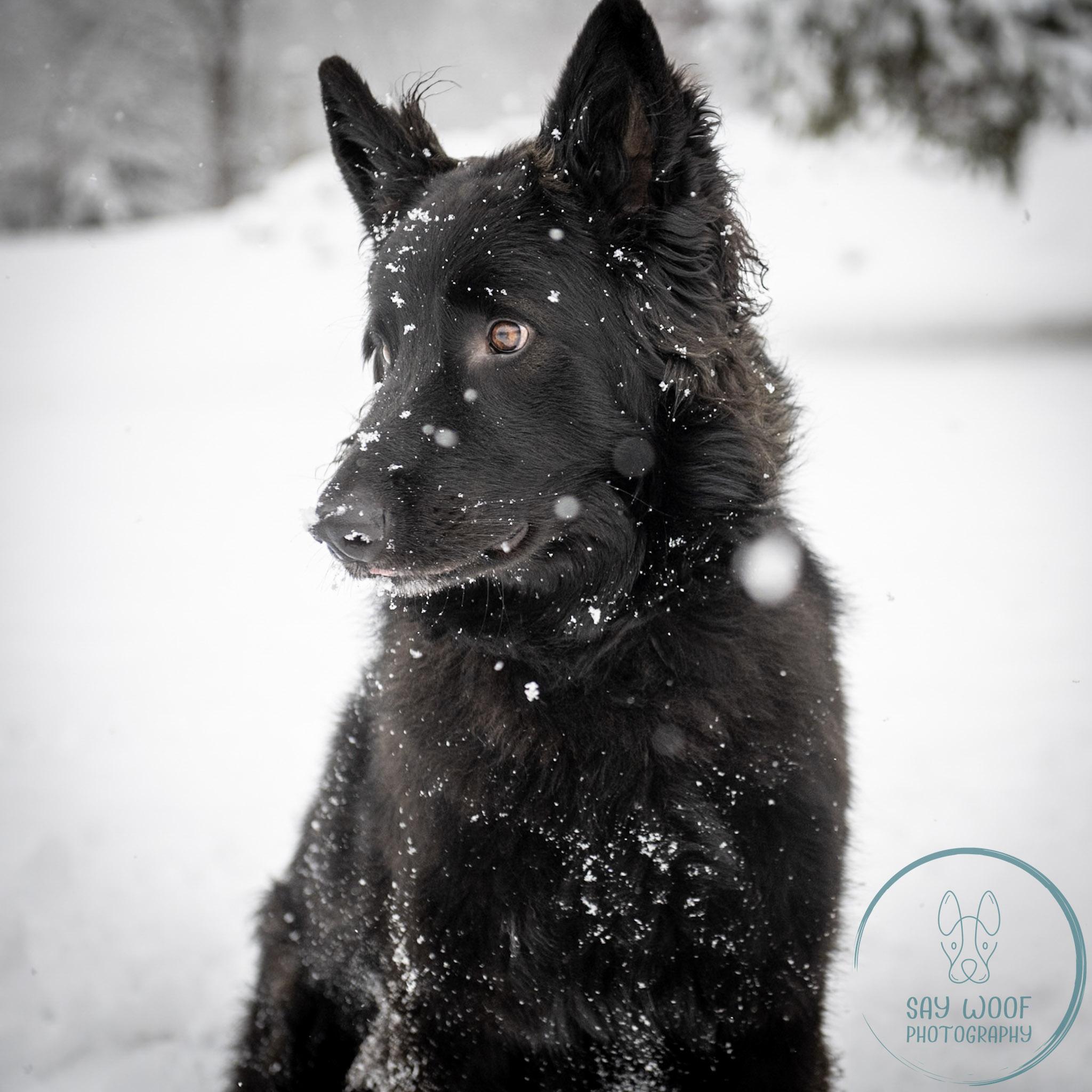 Enlarge Alena, an adoptable German Shepherd Dog in Brookfield, CT image 1/6