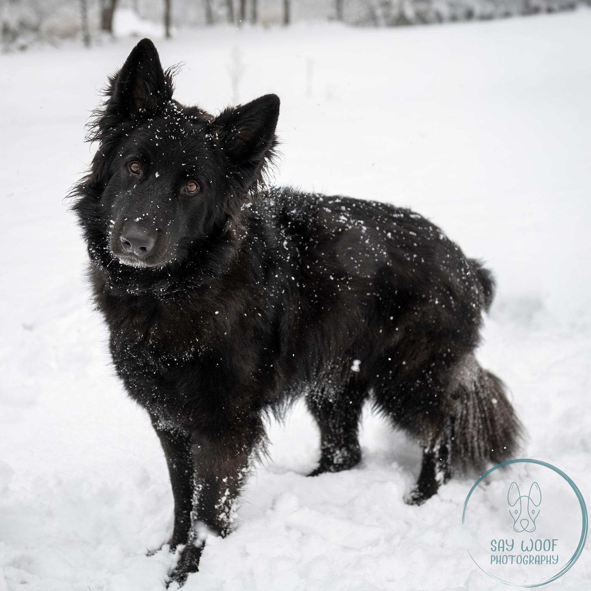 Enlarge Alena, an adoptable German Shepherd Dog in Brookfield, CT image 2/6
