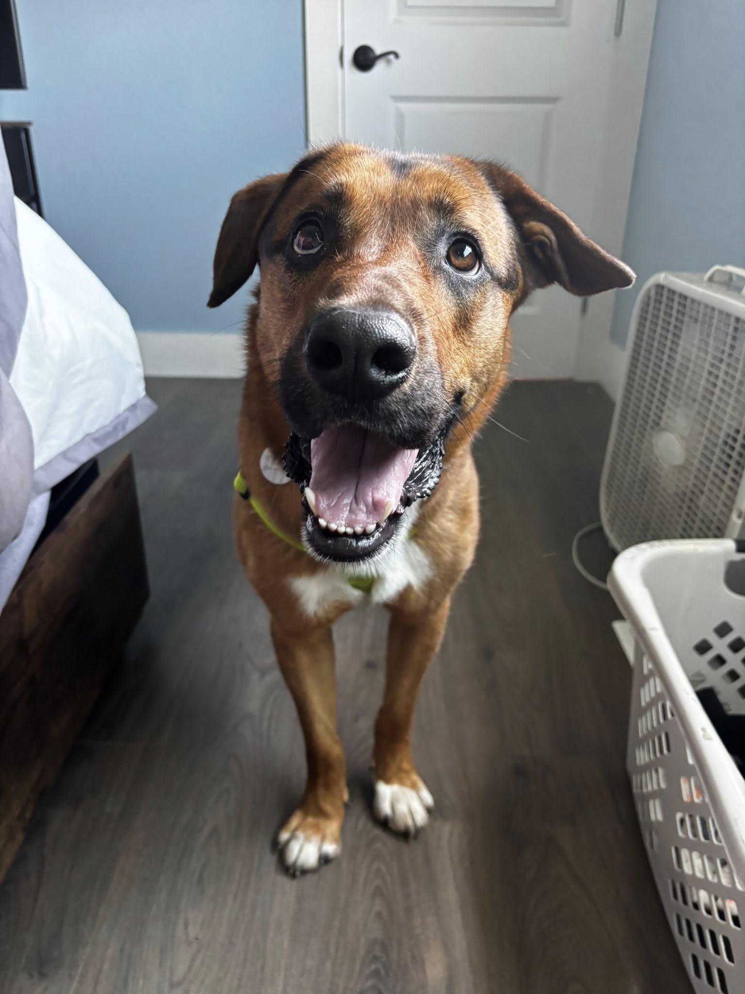 Coalzer, an adoptable Shepherd in Butte, MT, 59701 | Photo Image 4