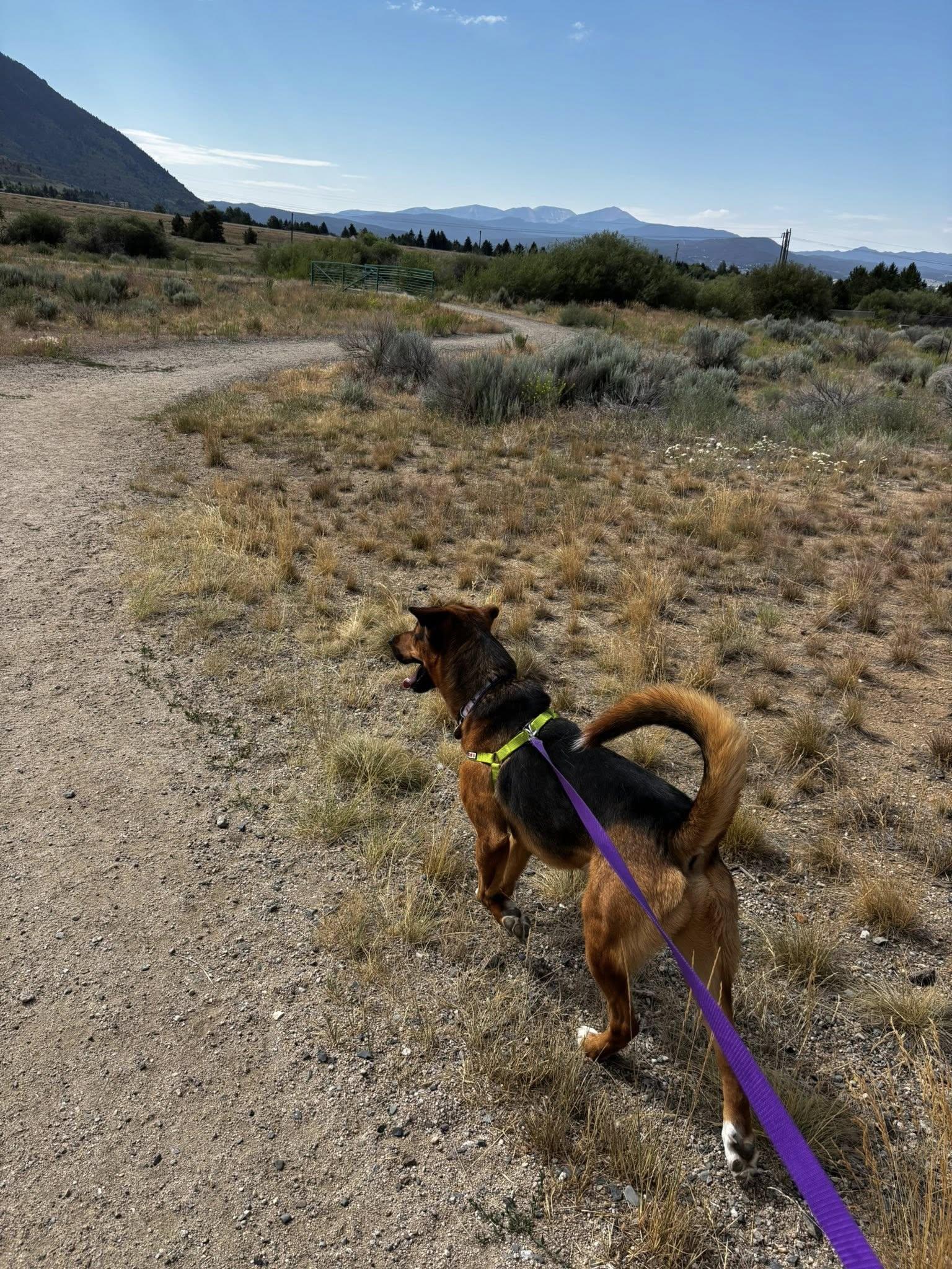 Coalzer, an adoptable Shepherd in Butte, MT, 59701 | Photo Image 3