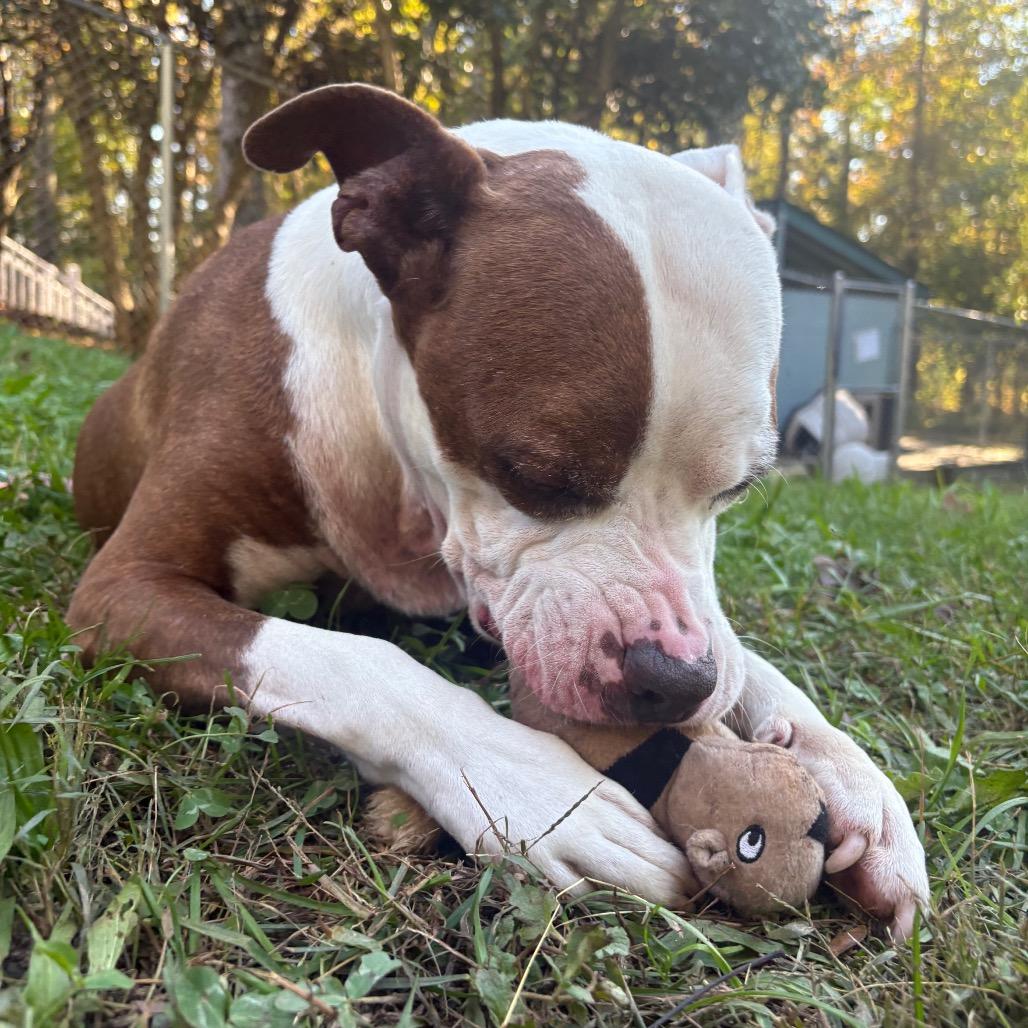 Enlarge Griffin, a Adoptable Mixed Breed in Columbus, NC image 1/6