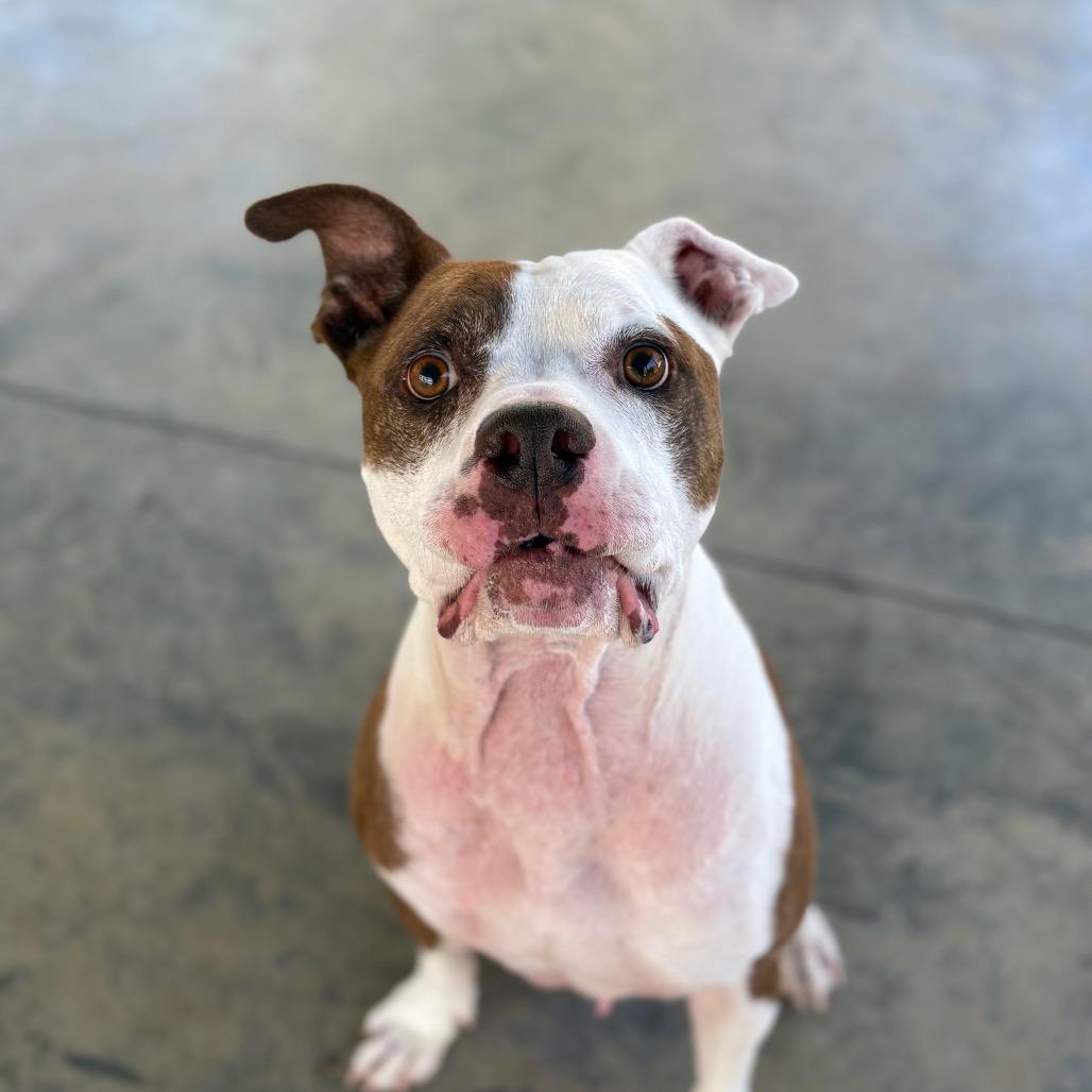 Enlarge Griffin, a Adoptable Mixed Breed in Columbus, NC image 2/6