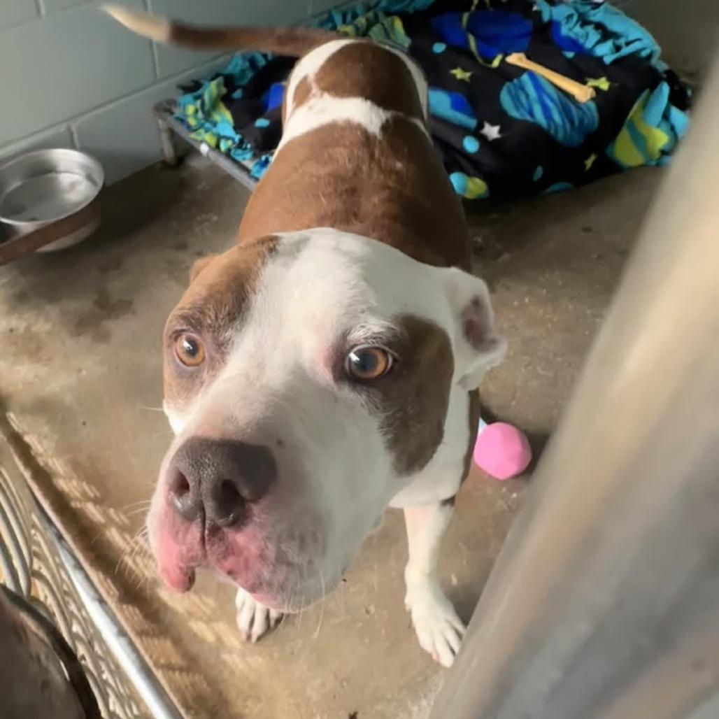 Enlarge Griffin, a Adoptable Mixed Breed in Columbus, NC image 3/6