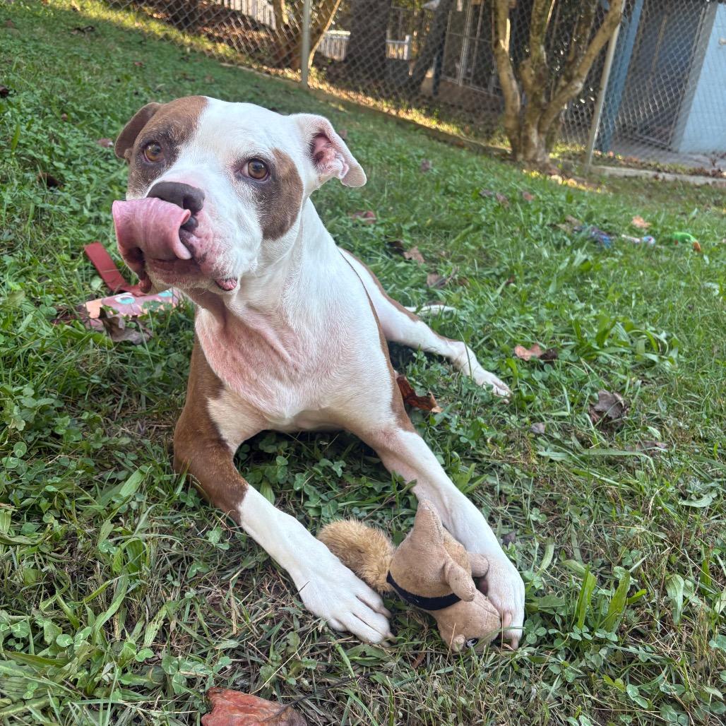 Enlarge Griffin, a Adoptable Mixed Breed in Columbus, NC image 4/6