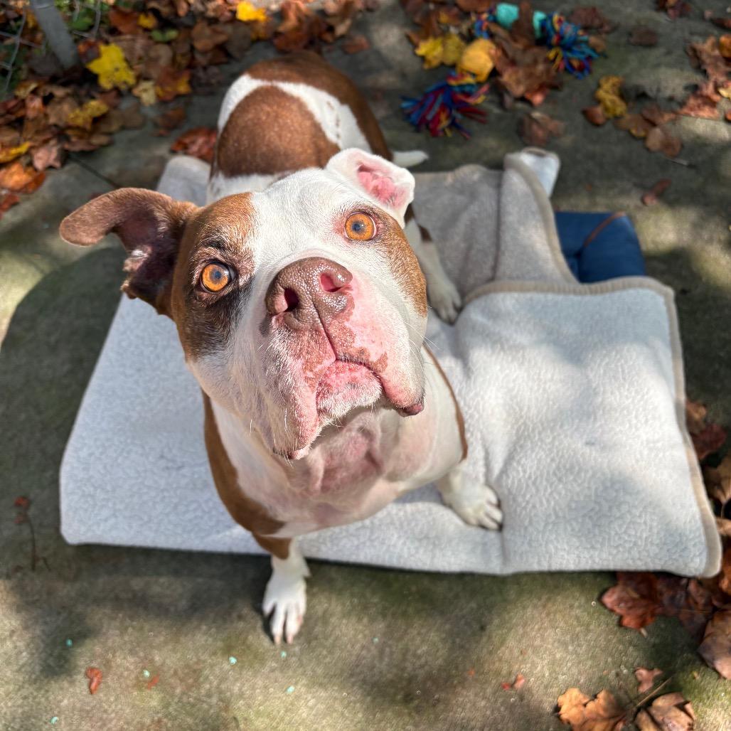 Enlarge Griffin, a Adoptable Mixed Breed in Columbus, NC image 5/6