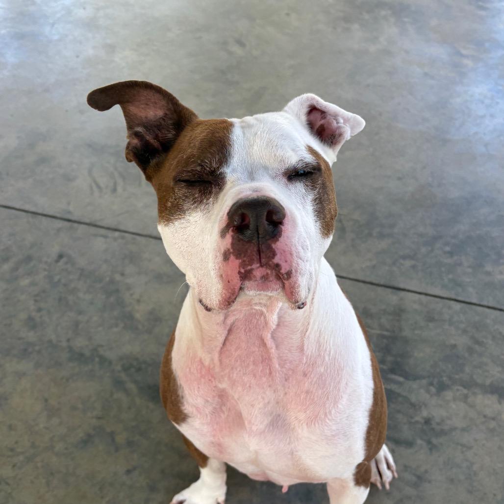 Enlarge Griffin, a Adoptable Mixed Breed in Columbus, NC image 6/6