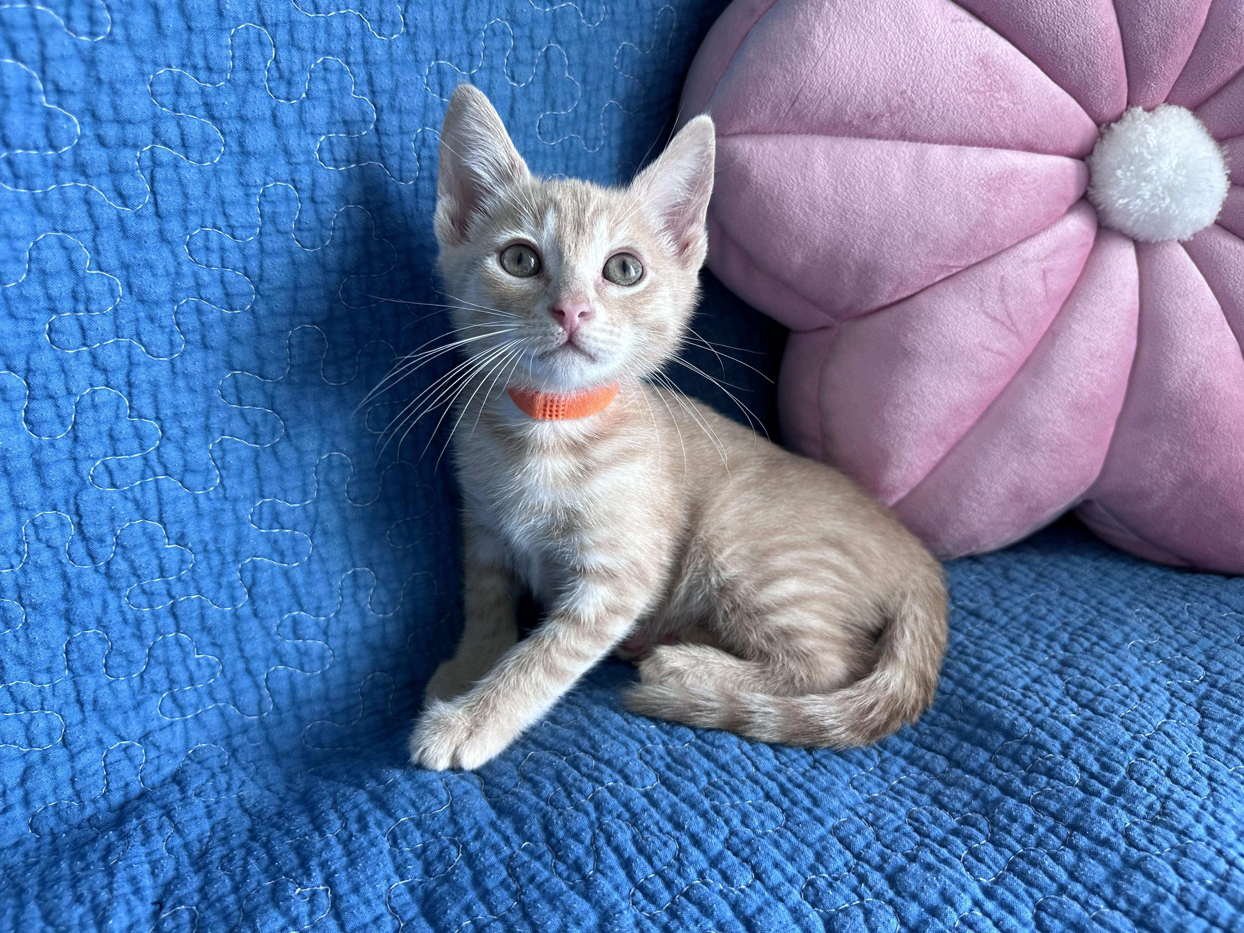 Enlarge Brigadier Biscuits, a Adoptable Domestic Short Hair in Bryan, TX image 3/3