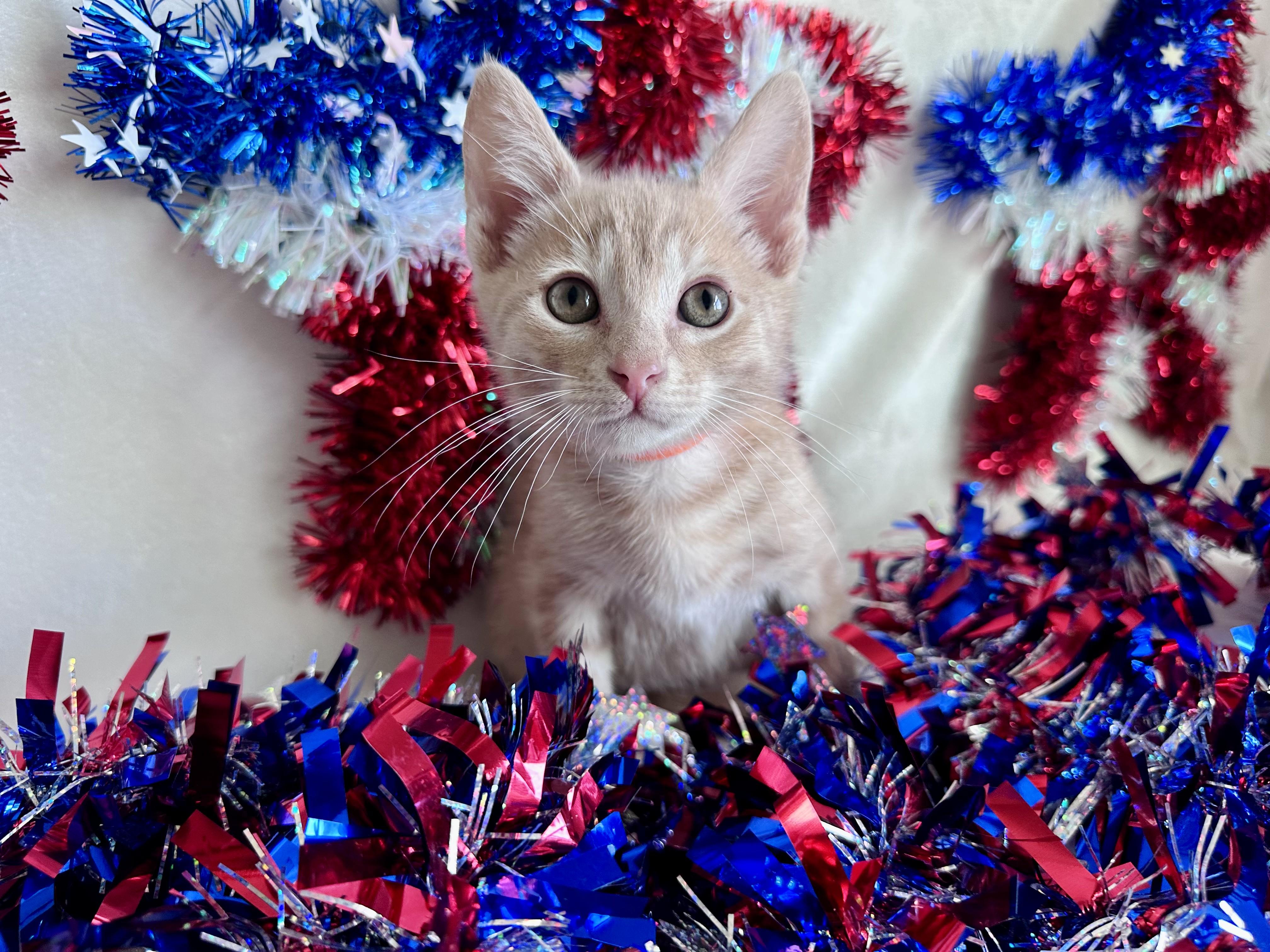 Brigadier Biscuits, Adoptable, Kitten Male Domestic Short Hair.