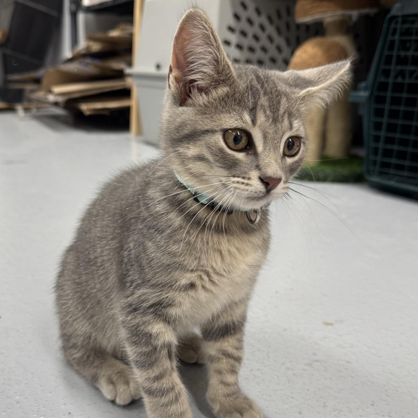 Nova, an adopted Domestic Short Hair in Morris, MN image 5/5