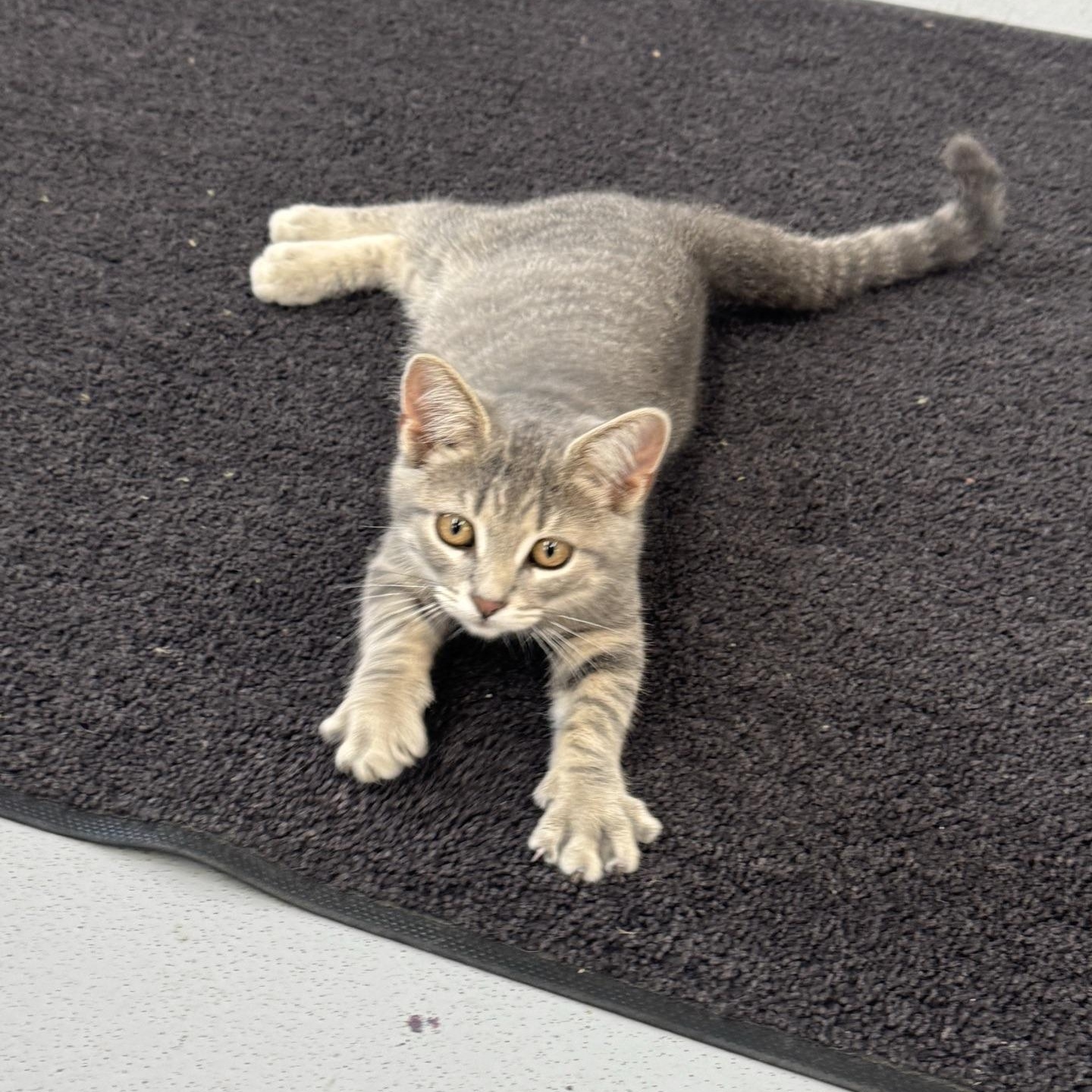 Nova, an adopted Domestic Short Hair in Morris, MN image 3/5
