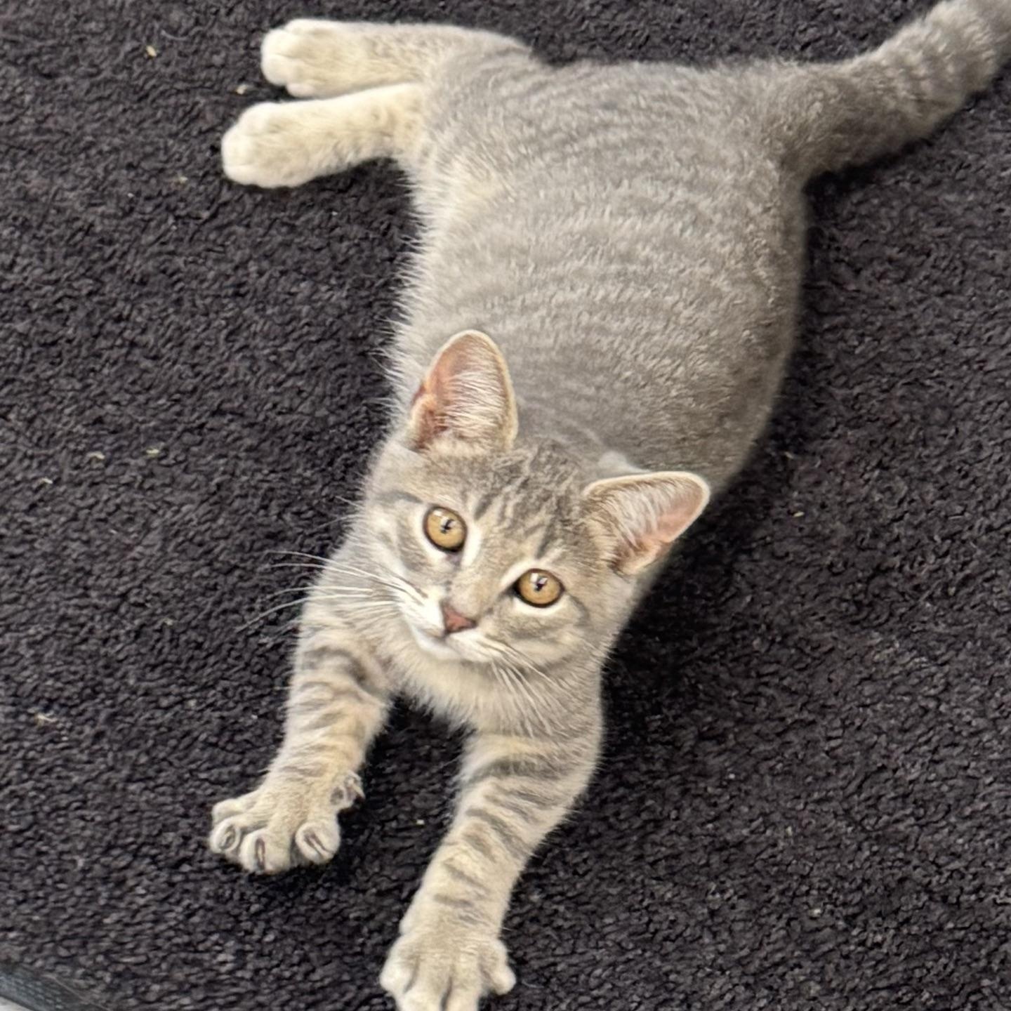 Nova, an adopted Domestic Short Hair in Morris, MN image 2/5