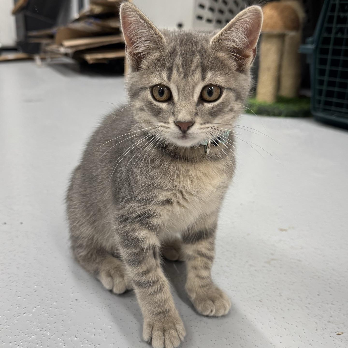 Nova, an adopted Domestic Short Hair in Morris, MN image 4/5