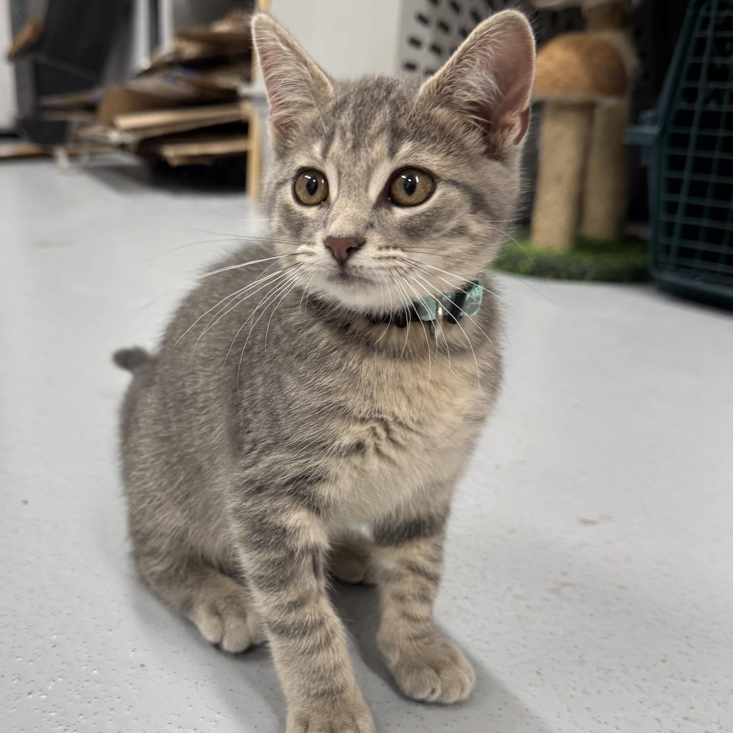Nova, adopted, Kitten Female Domestic Short Hair.