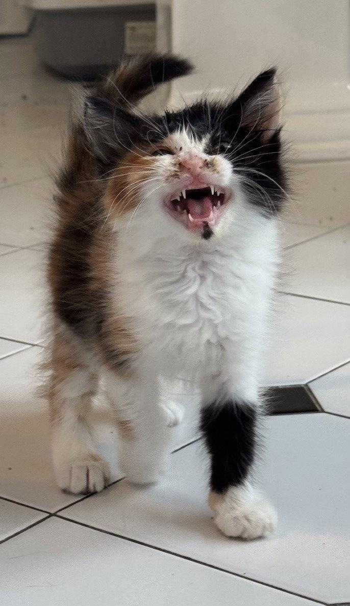 Enlarge Luna-ADOPTED, a Adopted Domestic Short Hair in San Jose, CA image 1/2