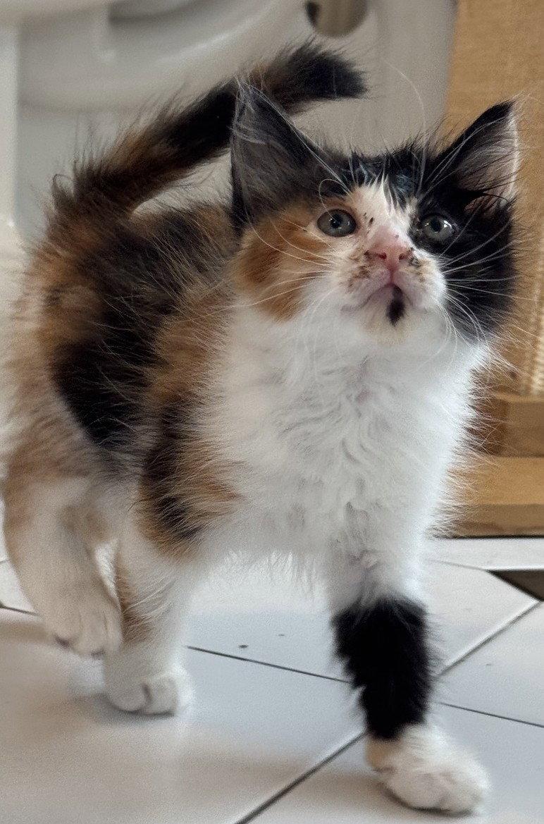 Enlarge Luna-ADOPTED, a Adopted Domestic Short Hair in San Jose, CA image 2/2