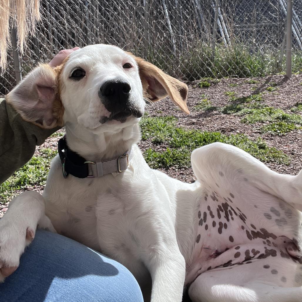 Tilly, Adoptable, Puppy Female Mixed Breed.