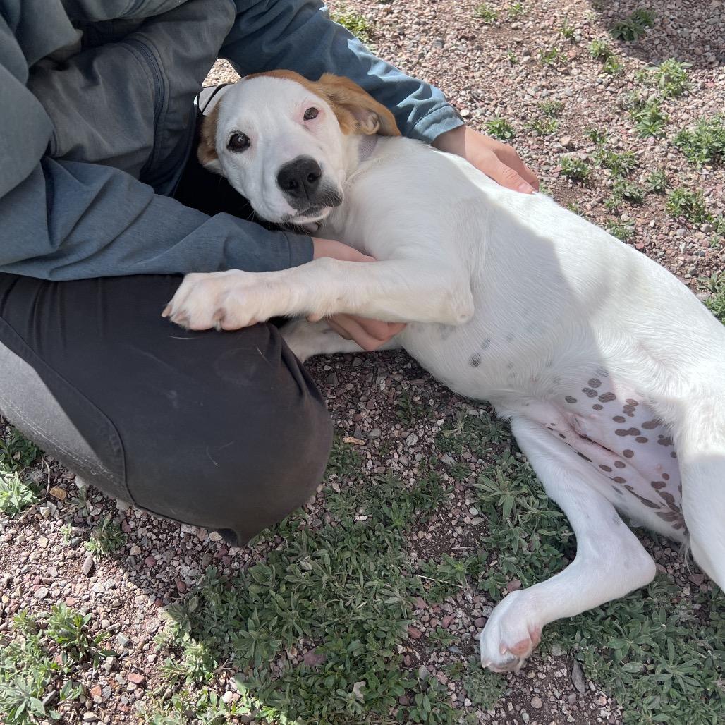 Enlarge Tilly, a Adoptable Mixed Breed in Glenwood Springs, CO image 2/6