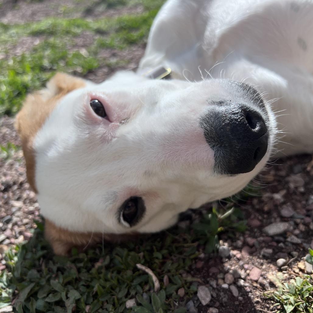 Enlarge Tilly, a Adoptable Mixed Breed in Glenwood Springs, CO image 3/6