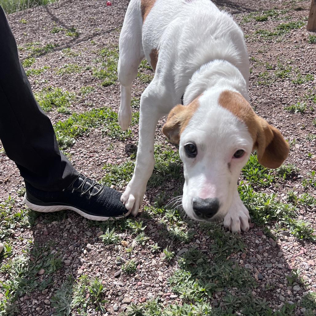Enlarge Tilly, a Adoptable Mixed Breed in Glenwood Springs, CO image 4/6